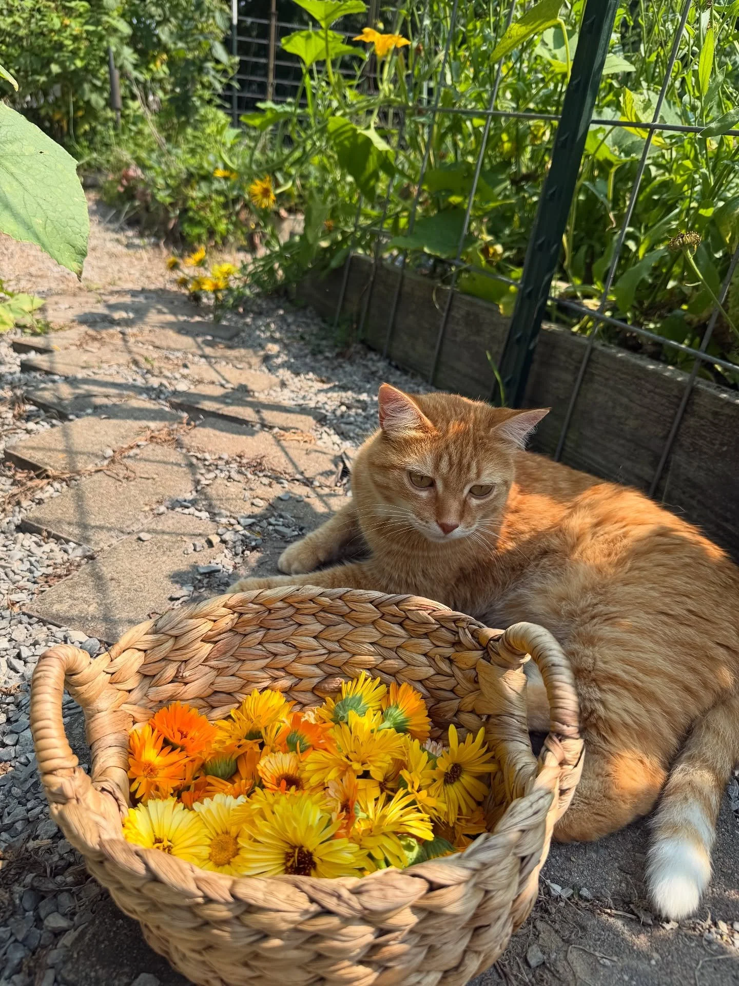 Gigi, my harvest companion always. 🧡🧡
I&rsquo;m continuously harvesting calendula for our skincare infusions.
Calendula, yarrow, &amp; lavender, all grown here on our farm, are our special trio in our facial oil &amp; herbal day cream.
Grown right 