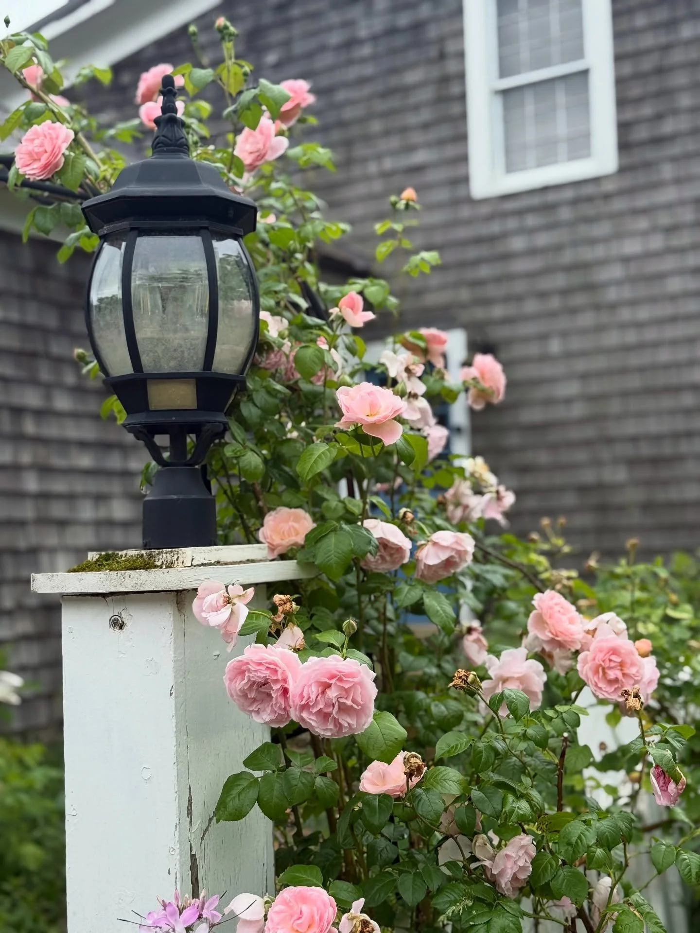 June 🌹🌹
My favorite things of June are the roses. My roses engulf the side of our house, it is breathtaking. We use these in our cleansing oil!
June was very difficult with Millie&rsquo;s issues, but we have to focus on the positives.
We have a bea