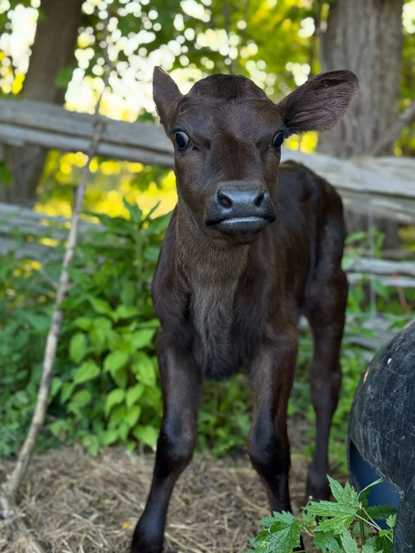 Meet &ldquo;Insert name here&rdquo; 😂
We had originally assumed Millie would have a bull calf so we planned to name him Morty (Morton).
Maybe she can be Mortina 😂 She can&rsquo;t have some sweet lil cow name like buttercup because she is straight s