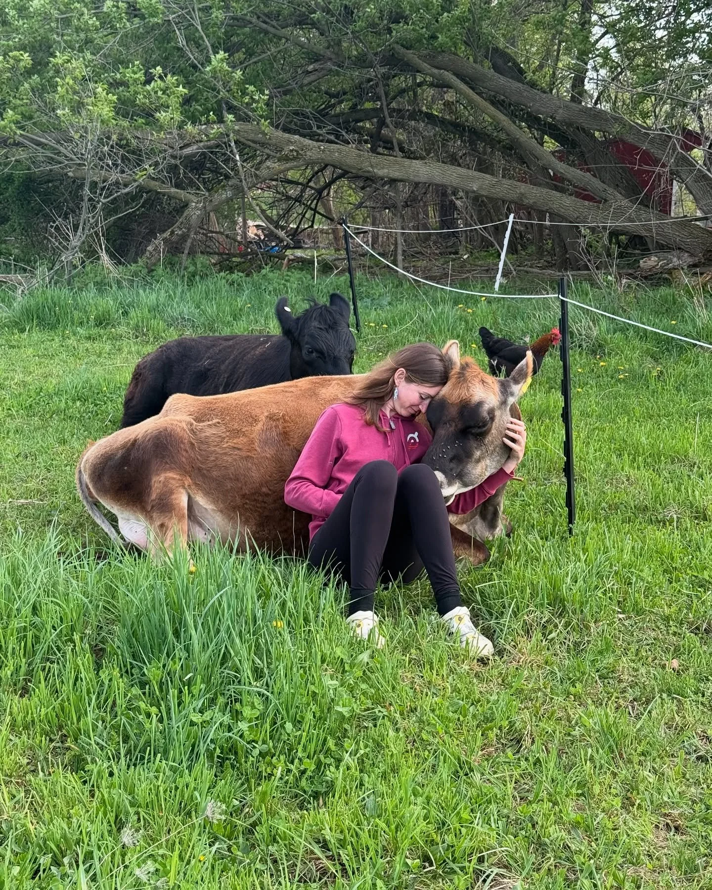 This is Sonya in a nut shell. A bovine lover. It helps when the bovine loves you back. 💕
I feel I&rsquo;m a bit emotional lately about the fact that 1-I get to have cows again- &amp; 2- raise them the way I dreamed about. 
This photo was taken weeks