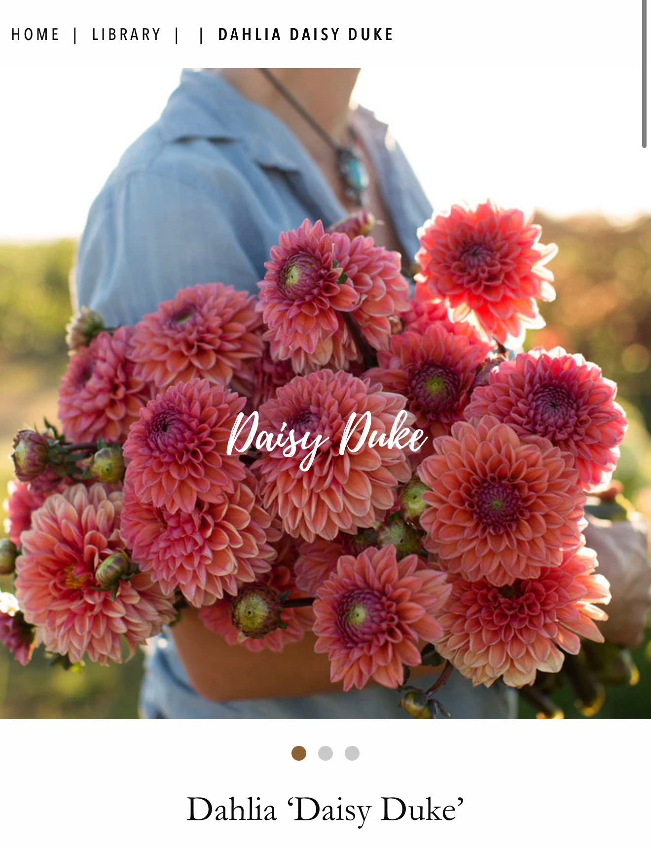 daisyduked.png