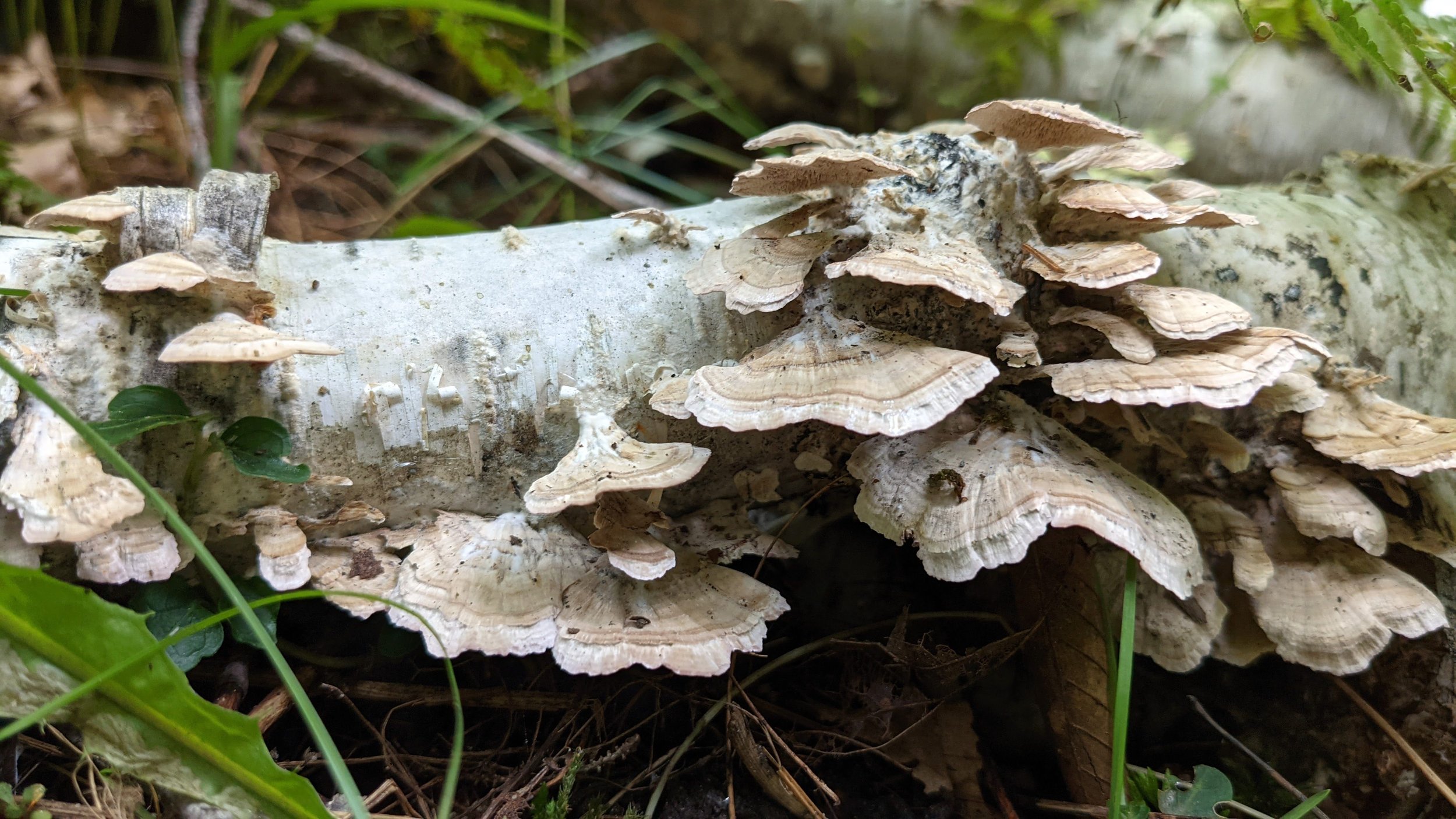 On the Topic of Growth and Change