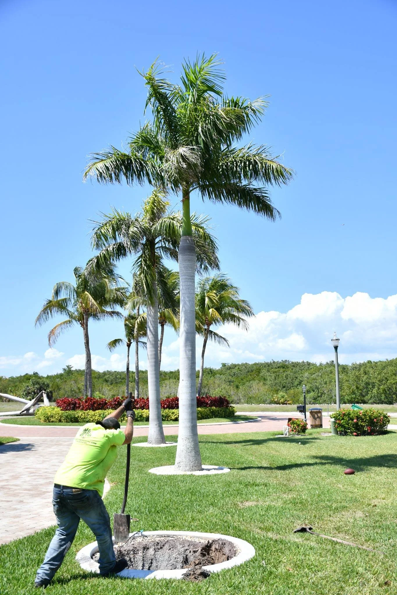 A worker planting a palm tree in a landscaped park.