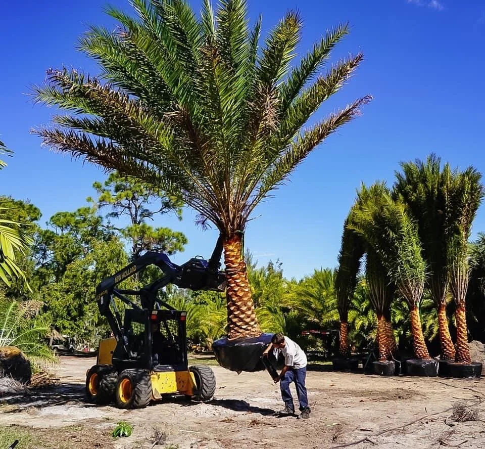 A worker with a white shirt and jeans using a small yellow and black loader to lift a potted palm tree in a nursery with other palm trees and green foliage.