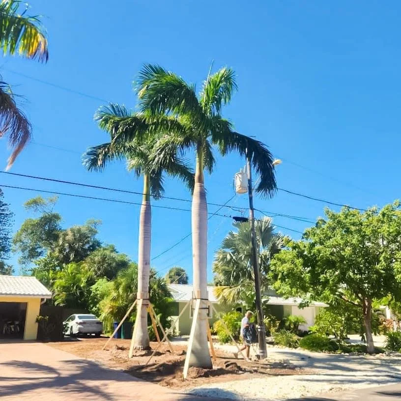 Two tall palm trees on a bright sunny day with clear blue sky, surrounded by green trees and residential houses, with a person walking on the sidewalk.