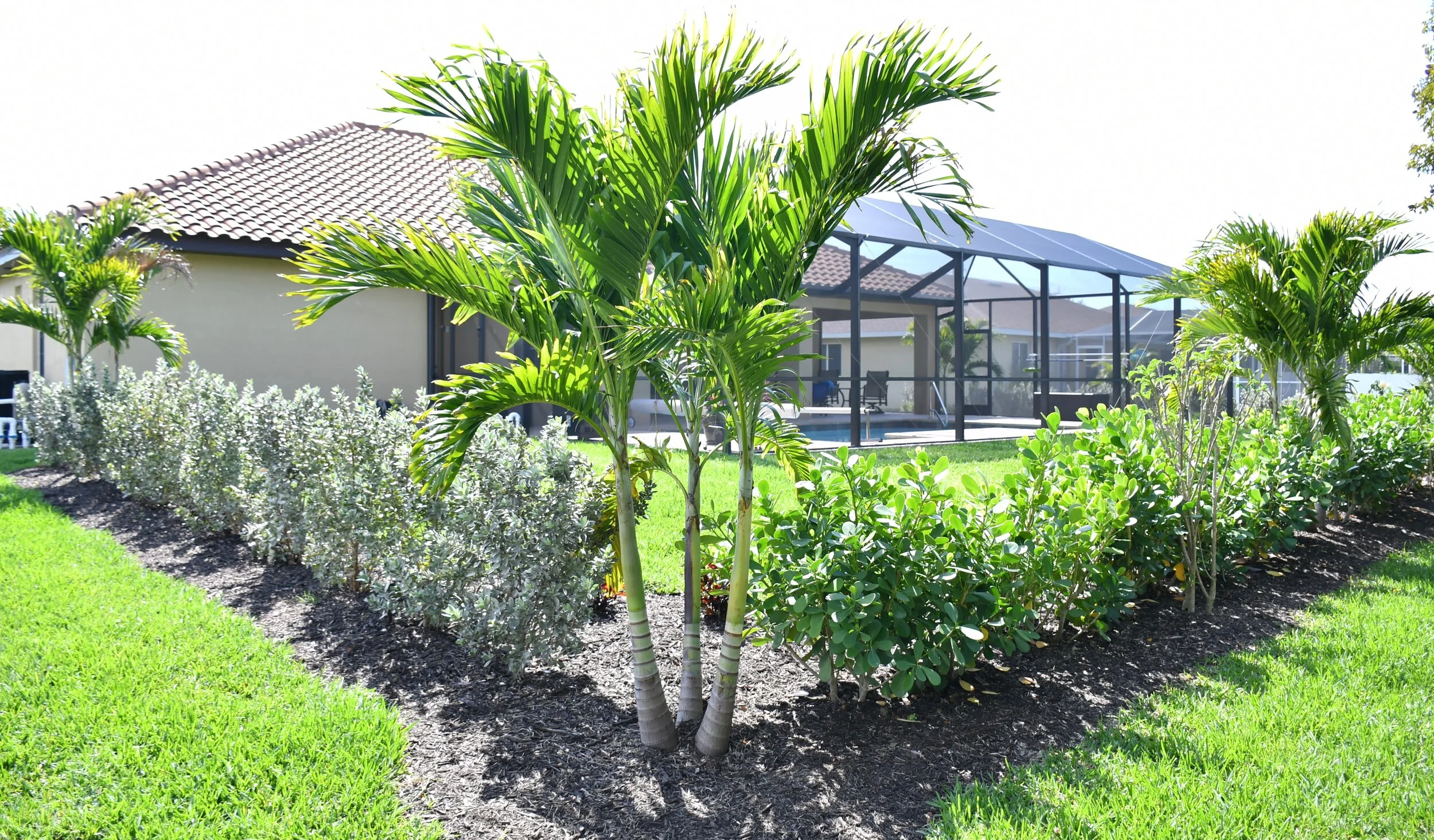 Lush green tropical plants, including palm trees, grow in a well-maintained backyard garden with a trimmed lawn. In the background, there is a house with a tiled roof and a screened outdoor patio.