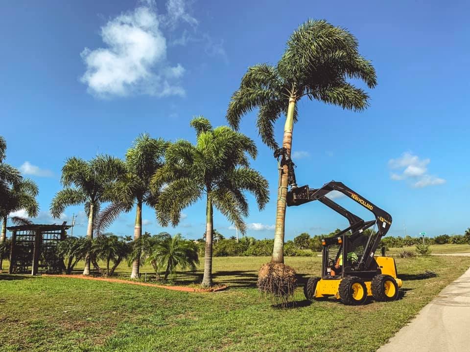 A small excavator is cutting down a palm tree in a park, with several other palm trees and a small wooden structure in the background under a partly cloudy blue sky.