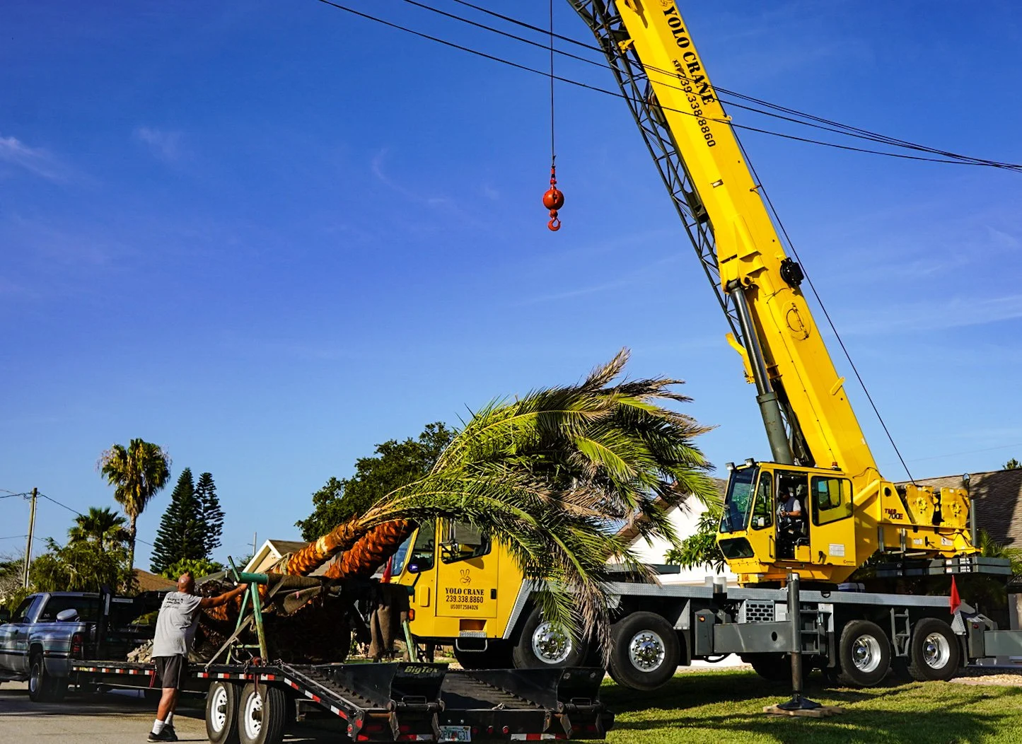 A large yellow crane lifting a palm tree in a residential neighborhood during the day.