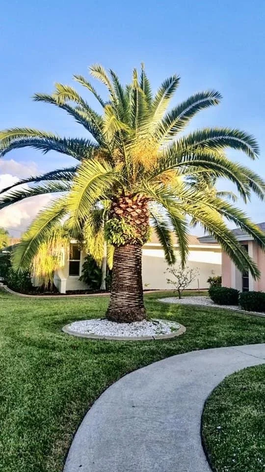 A large palm tree with a textured trunk and lush green fronds is centered on a grassy lawn, with a curved concrete sidewalk in the foreground and a modern house with white walls and windows in the background under a clear blue sky.