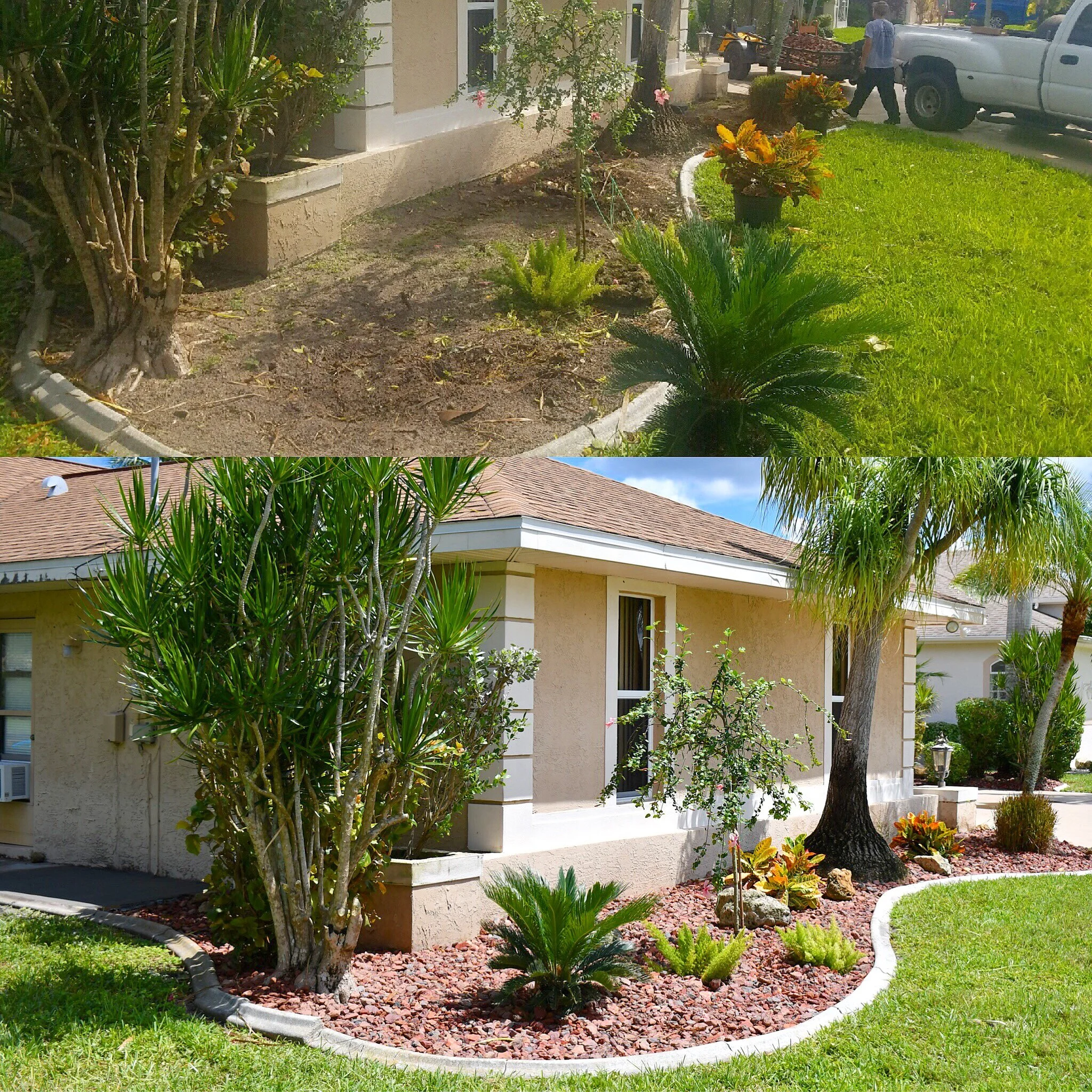Comparison of a front yard before and after landscaping renovation showing healthy plants, trees, and a well-maintained lawn.