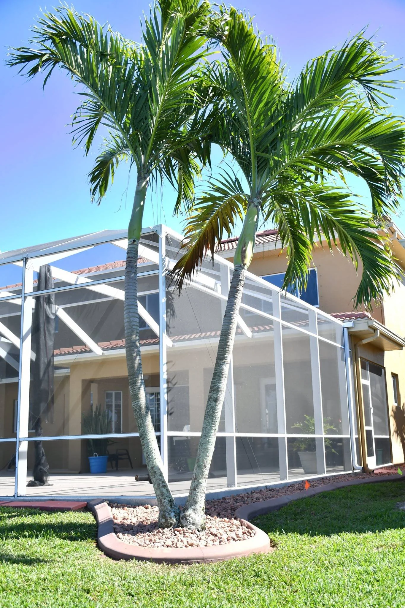 Two palm trees in a landscaped yard with grass, nearby a house with a screened-in porch and large windows, under a clear blue sky.