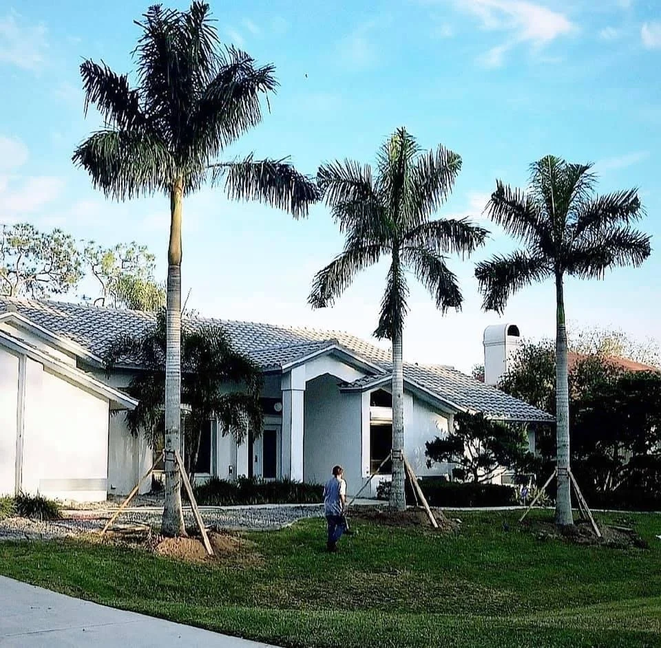 A person watering young palm trees in front of a white house with a tiled roof and a chimney, under a blue sky.