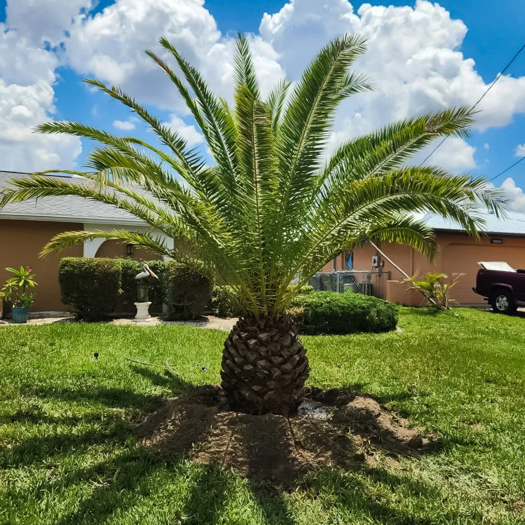 A small palm tree with a thick textured trunk and broad green fronds grows in a grassy yard under a partly cloudy sky, with a house, shrubs, and a vehicle in the background.