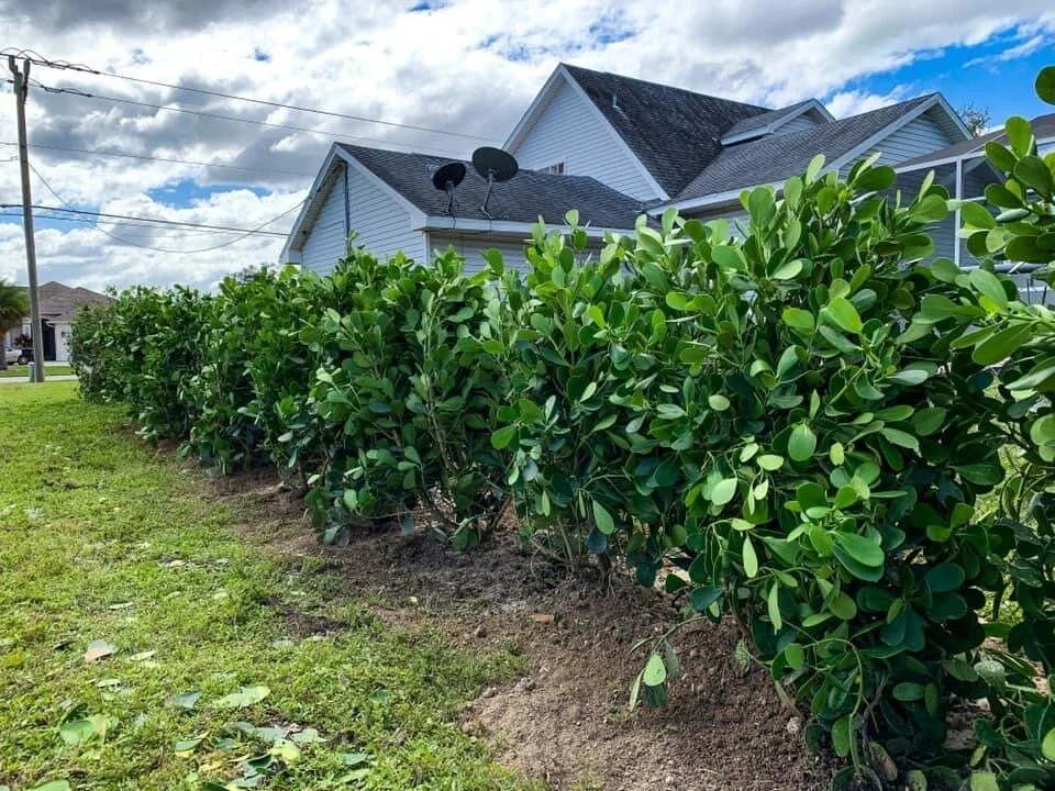 Row of green shrubs growing along the side of a house with a gray roof and satellite dishes, under a partly cloudy sky.