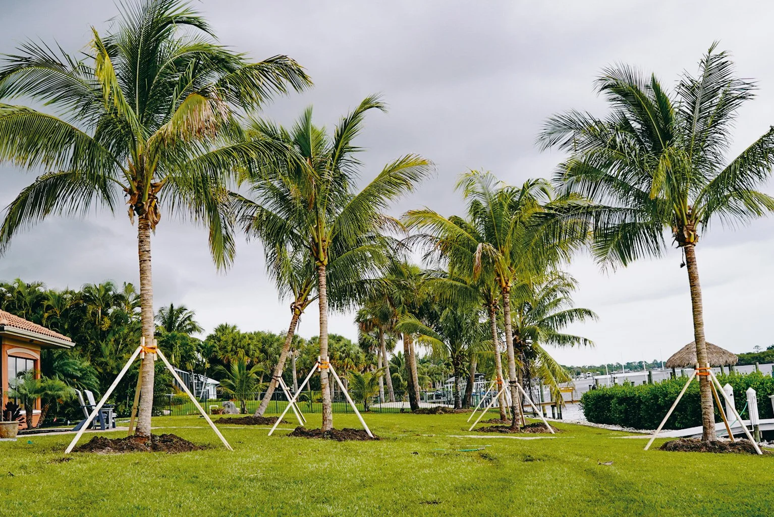 Multiple palm trees planted in a grassy yard near a waterfront, with cloudy skies overhead and some outdoor furniture visible on the left side.