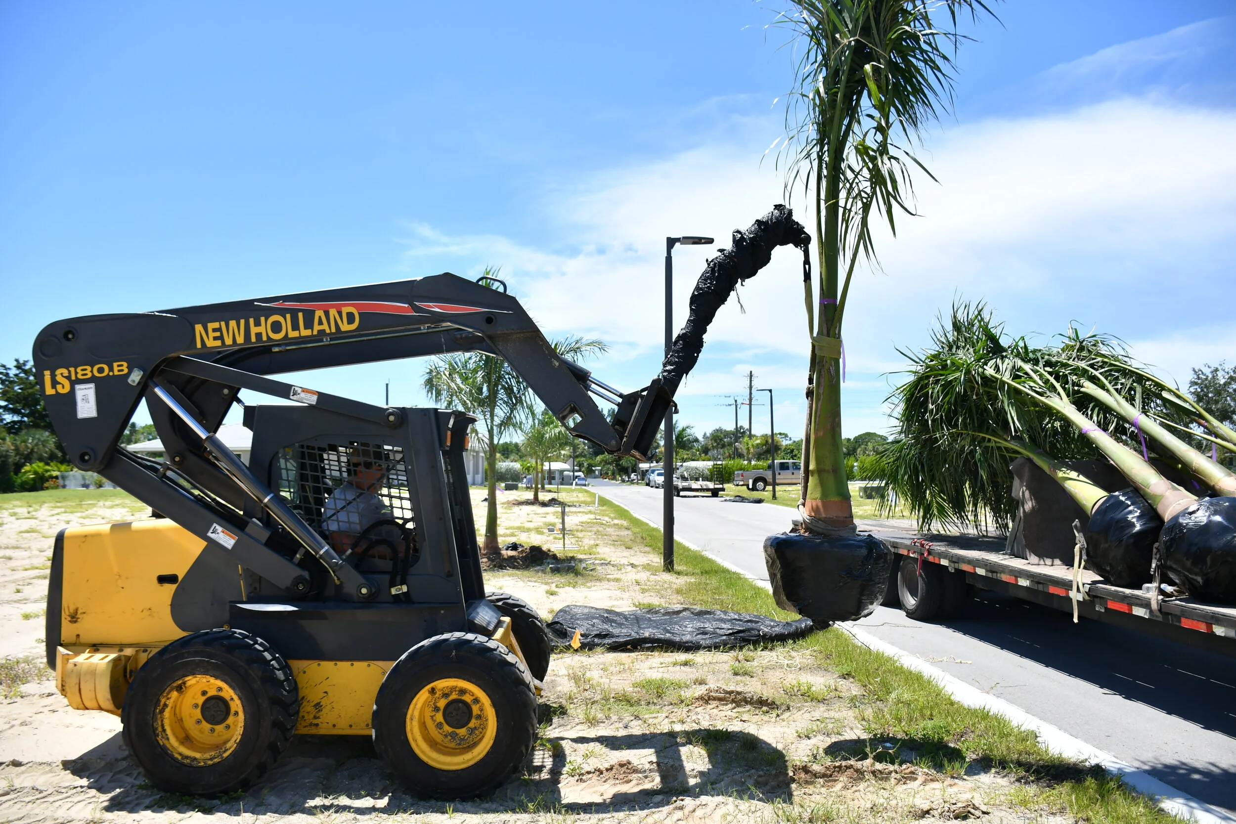 A yellow and black compact loader with a New Holland logo is lifting a pre-rooted palm tree with a black bag at its base on a sidewalk in a sunny urban area with other palm trees, parked cars, and utility poles in the background.