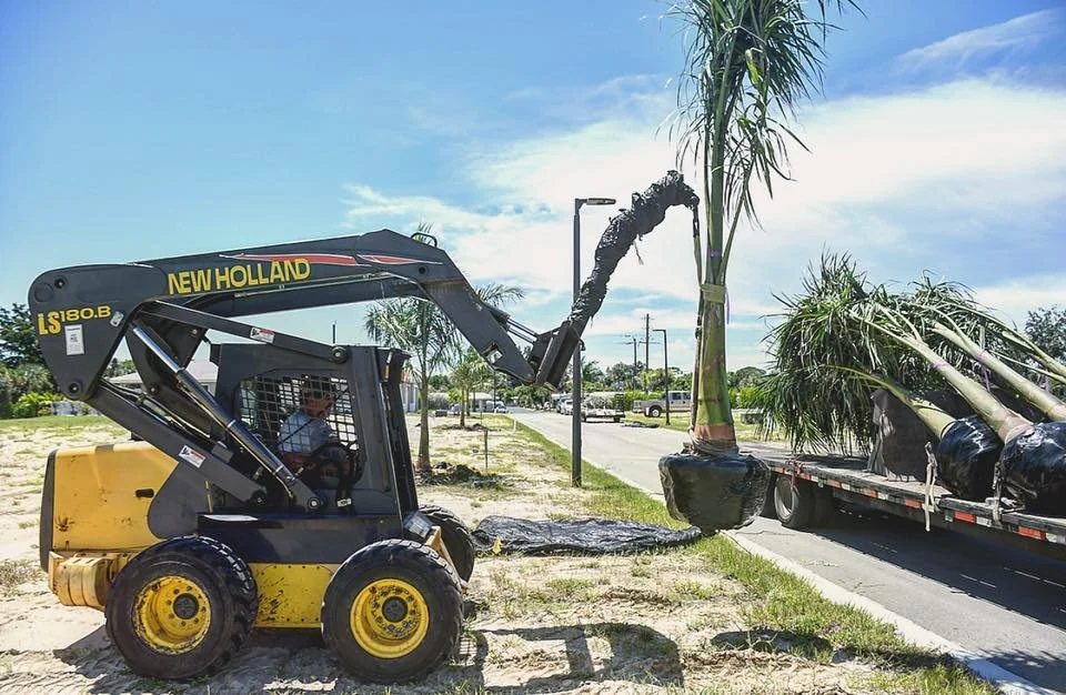 A small construction vehicle lifting a potted palm tree from the ground near a street. Several other potted palm trees are on a trailer attached to a truck parked nearby.