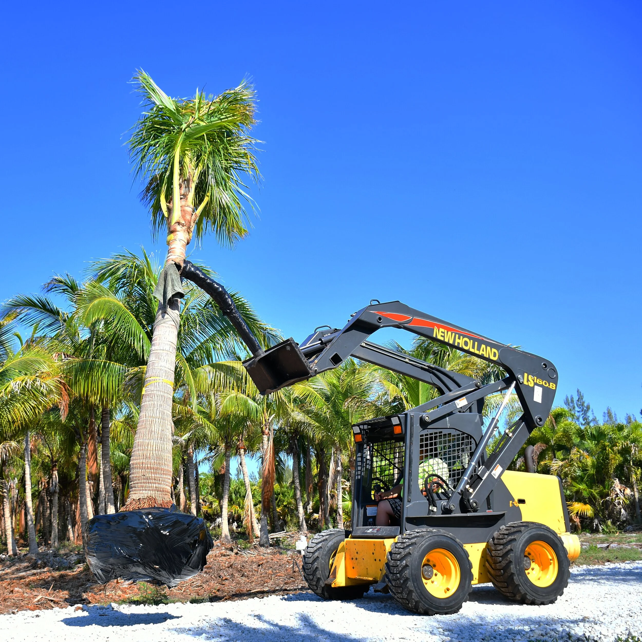 A New Holland skid steer loader harvesting a coconut from a palm tree in a tropical setting.