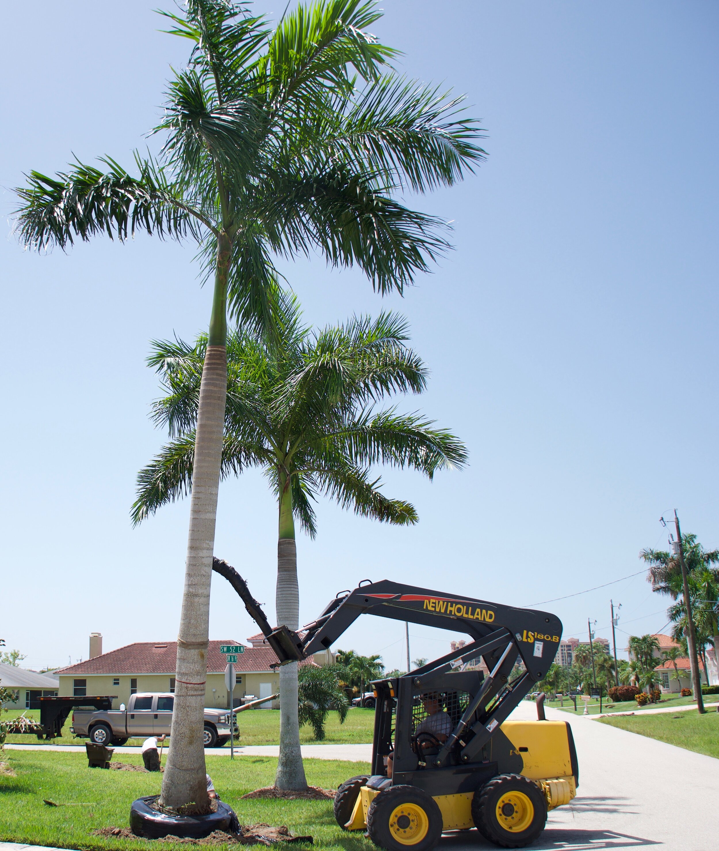A person using a New Holland skid steer loader to trim a tall palm tree in a residential neighborhood on a sunny day.