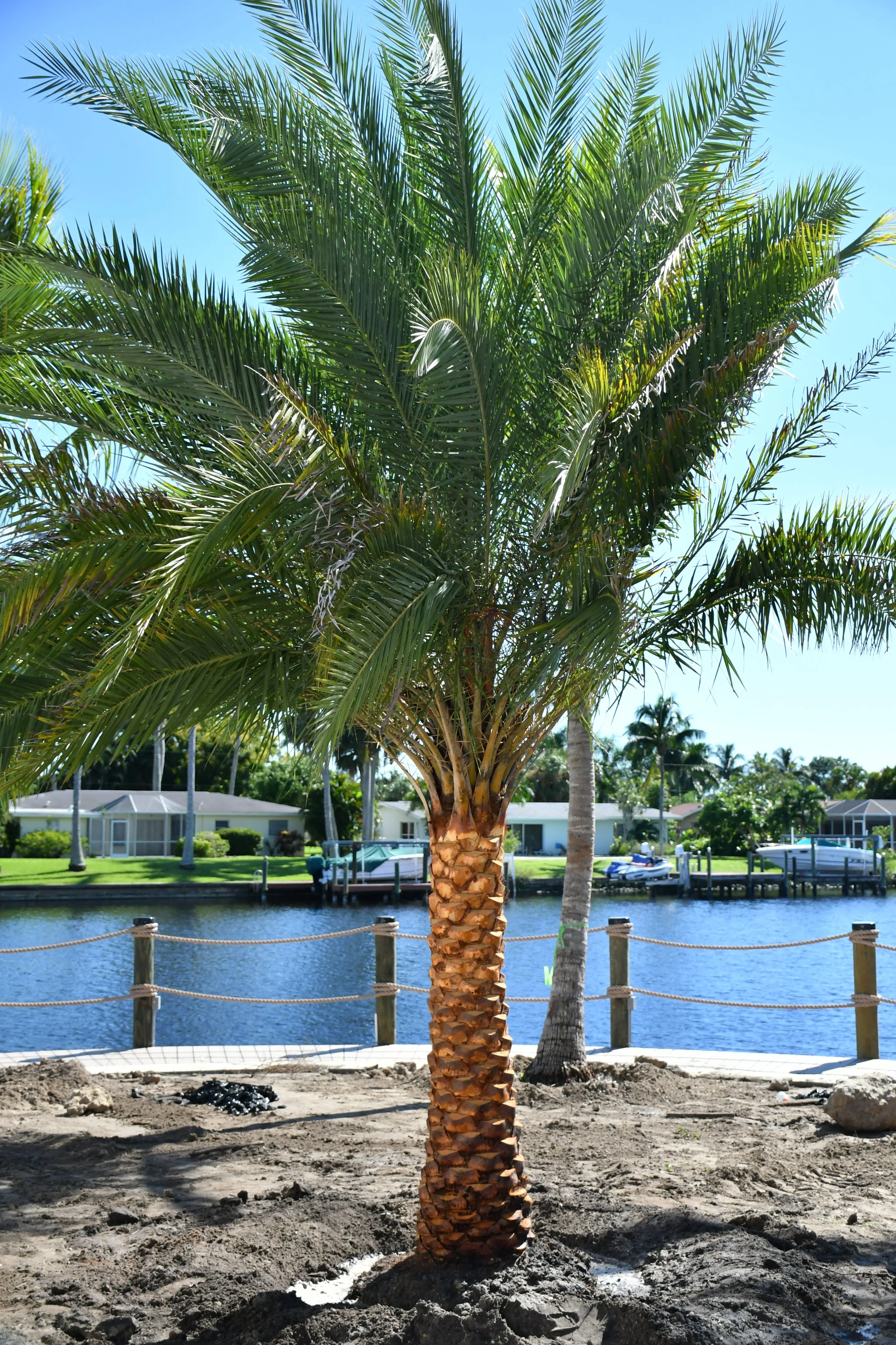 Palm tree near water with houses and boats in the background.