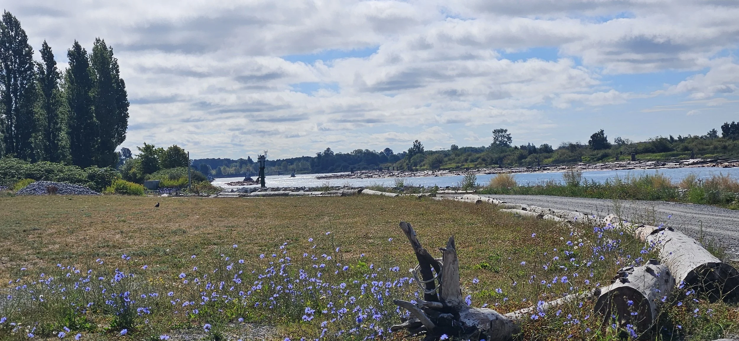 Fraser River @ Musuqeam