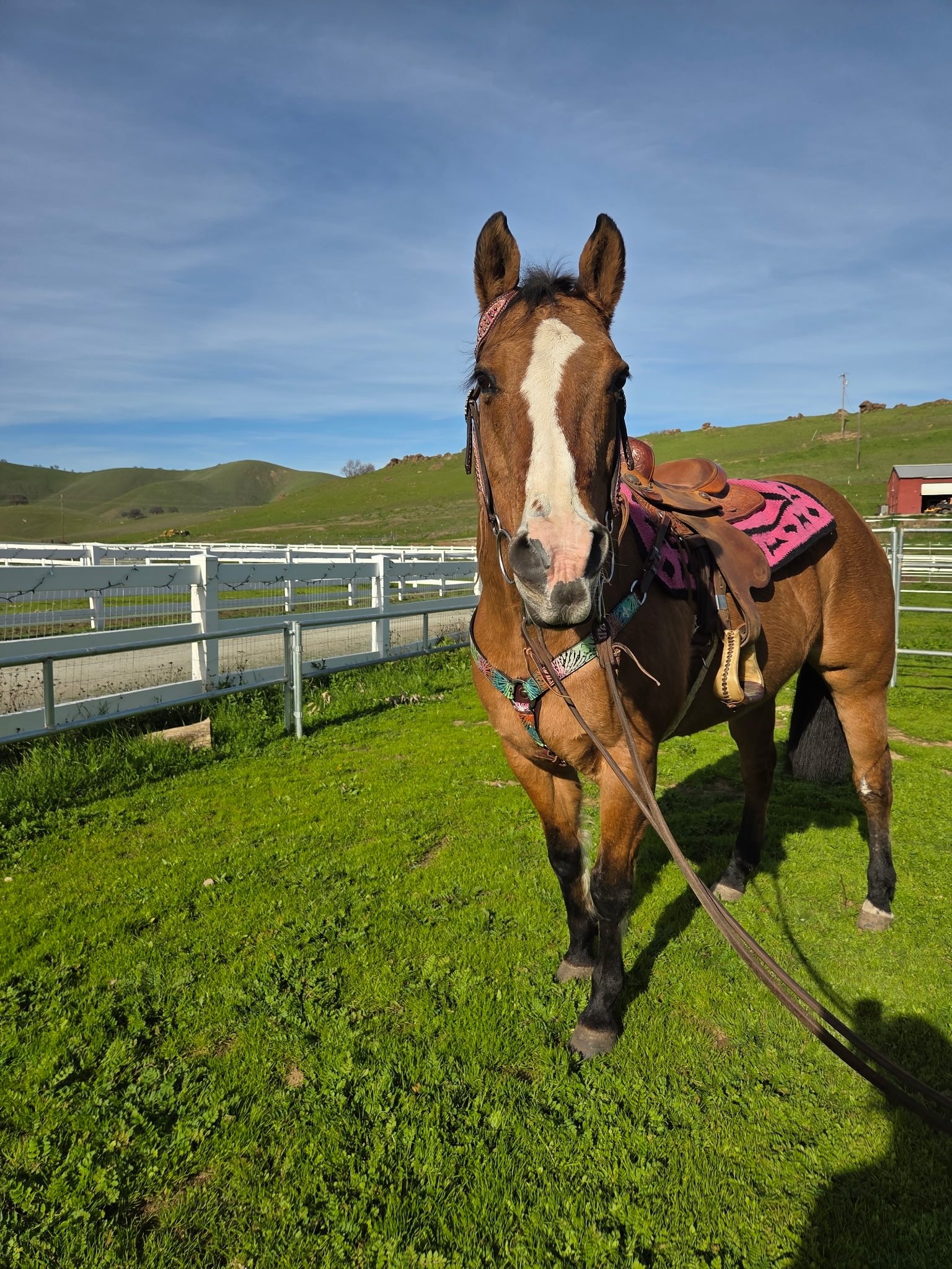 A brown horse wearing a pink saddle blanket and a red patterned halter, standing on green grass with a white fence, rolling hills, and a blue sky in the background.