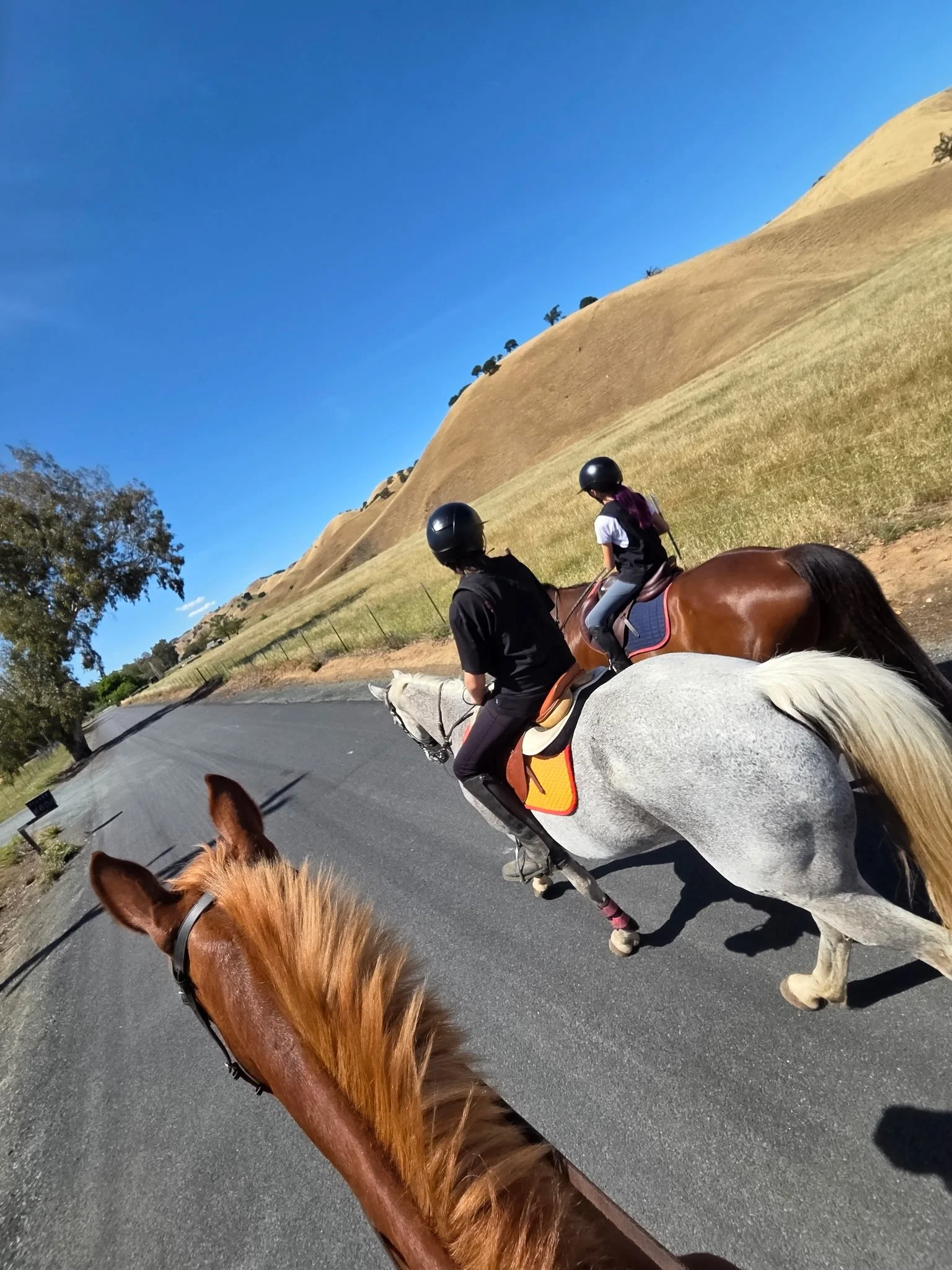 People riding horses along a paved road in a rural area with rolling hills and sparse trees under a clear blue sky.