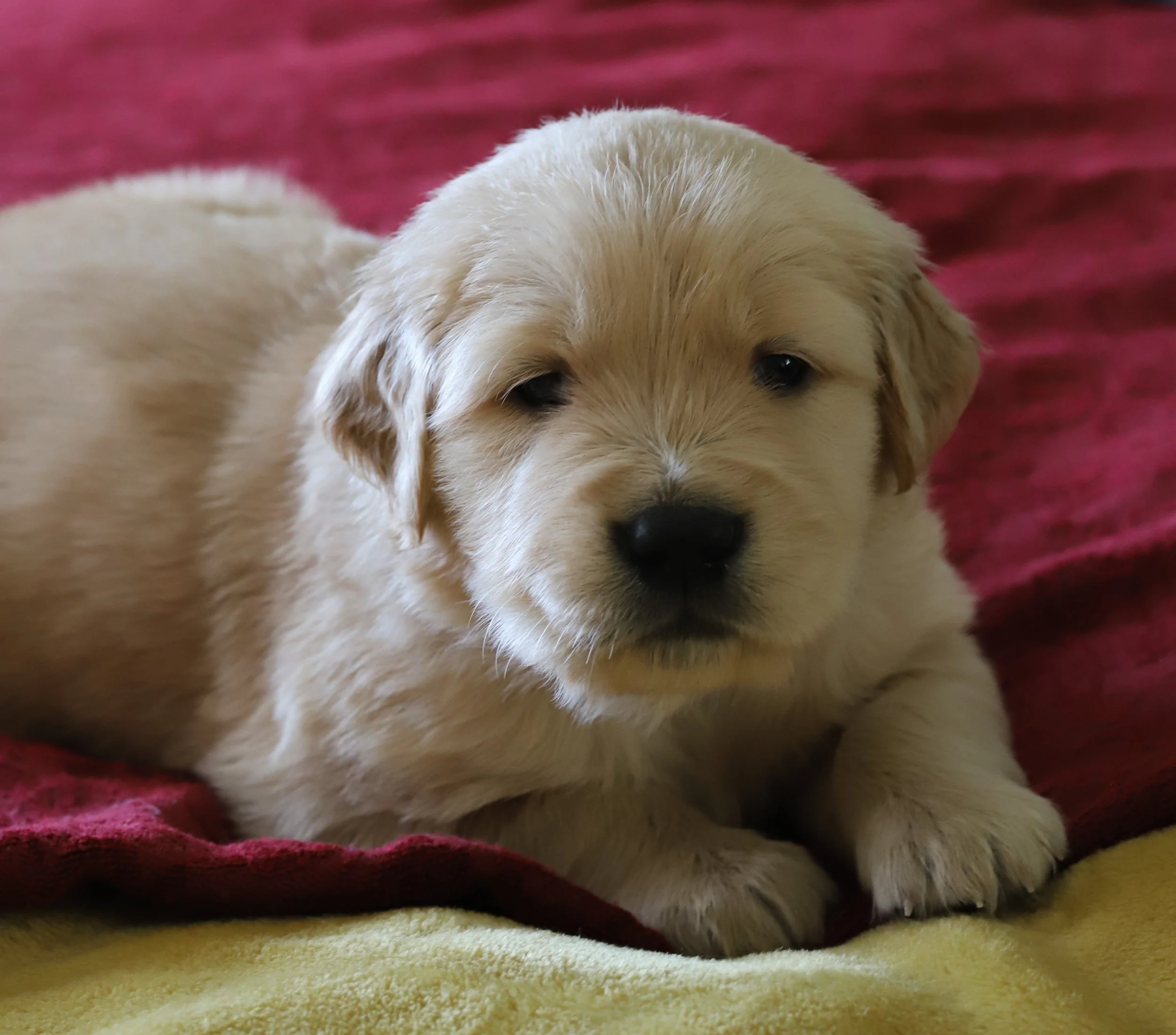 Close-up of a light-colored puppy with dark eyes, lying on a red and yellow blanket.