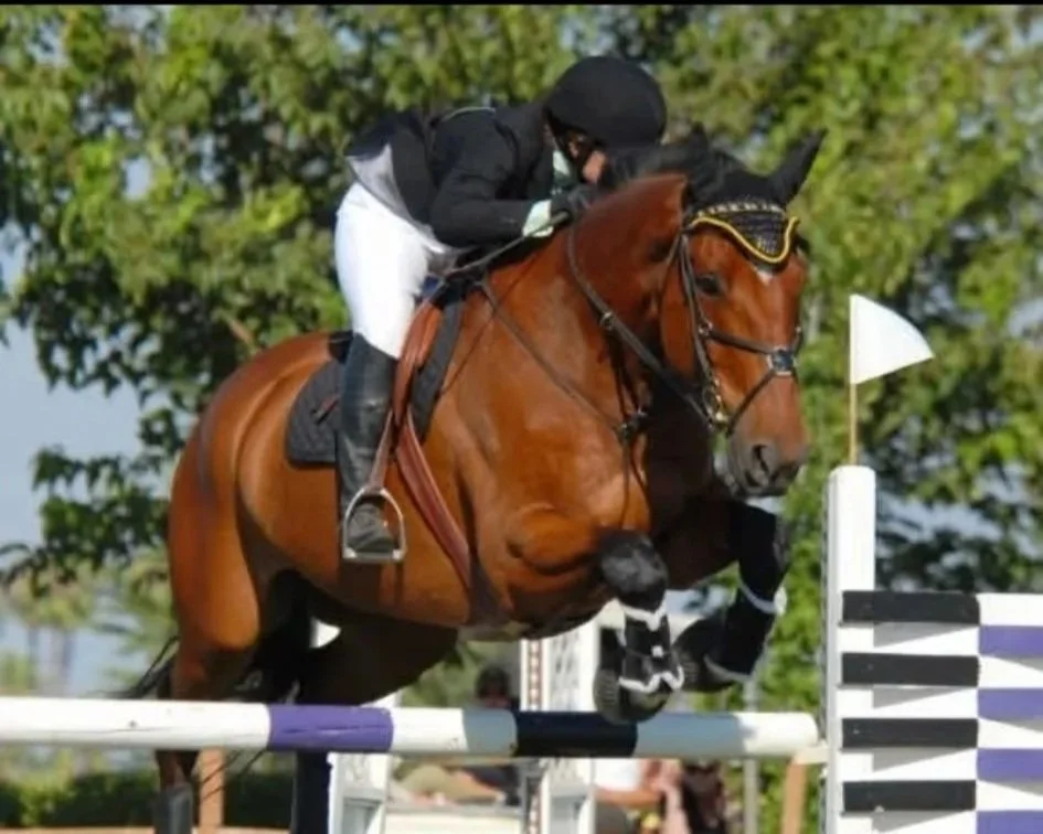 A rider in black and white equestrian attire riding a brown horse over a show jumping obstacle with a white pole and black and purple striped rail.