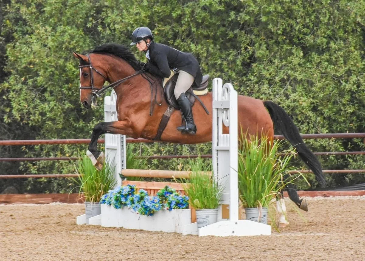 A rider in equestrian attire and a black helmet jumps a brown horse over a white show jumping obstacle decorated with blue flowers and green plants on a dirt arena.