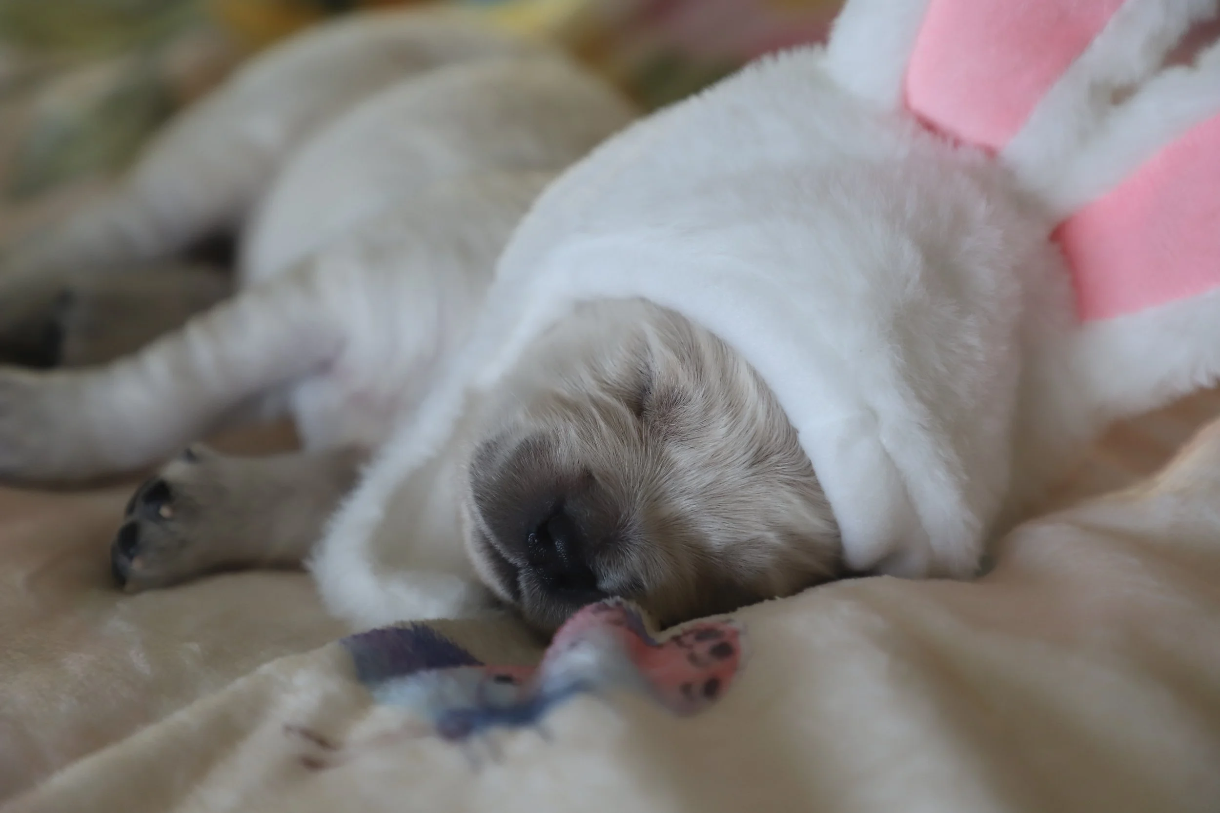 A sleeping puppy with gray and white fur, lying on a blanket with pink, white, and blue colors.