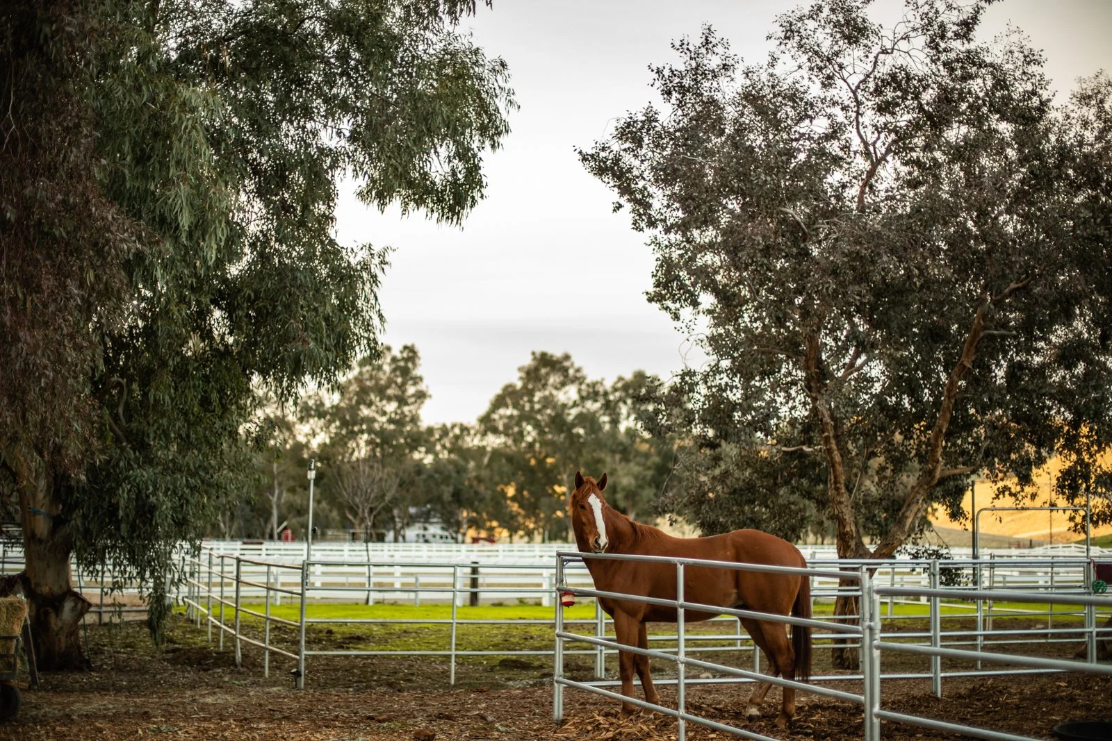 Golden M Family Farms dot com-517.jpg