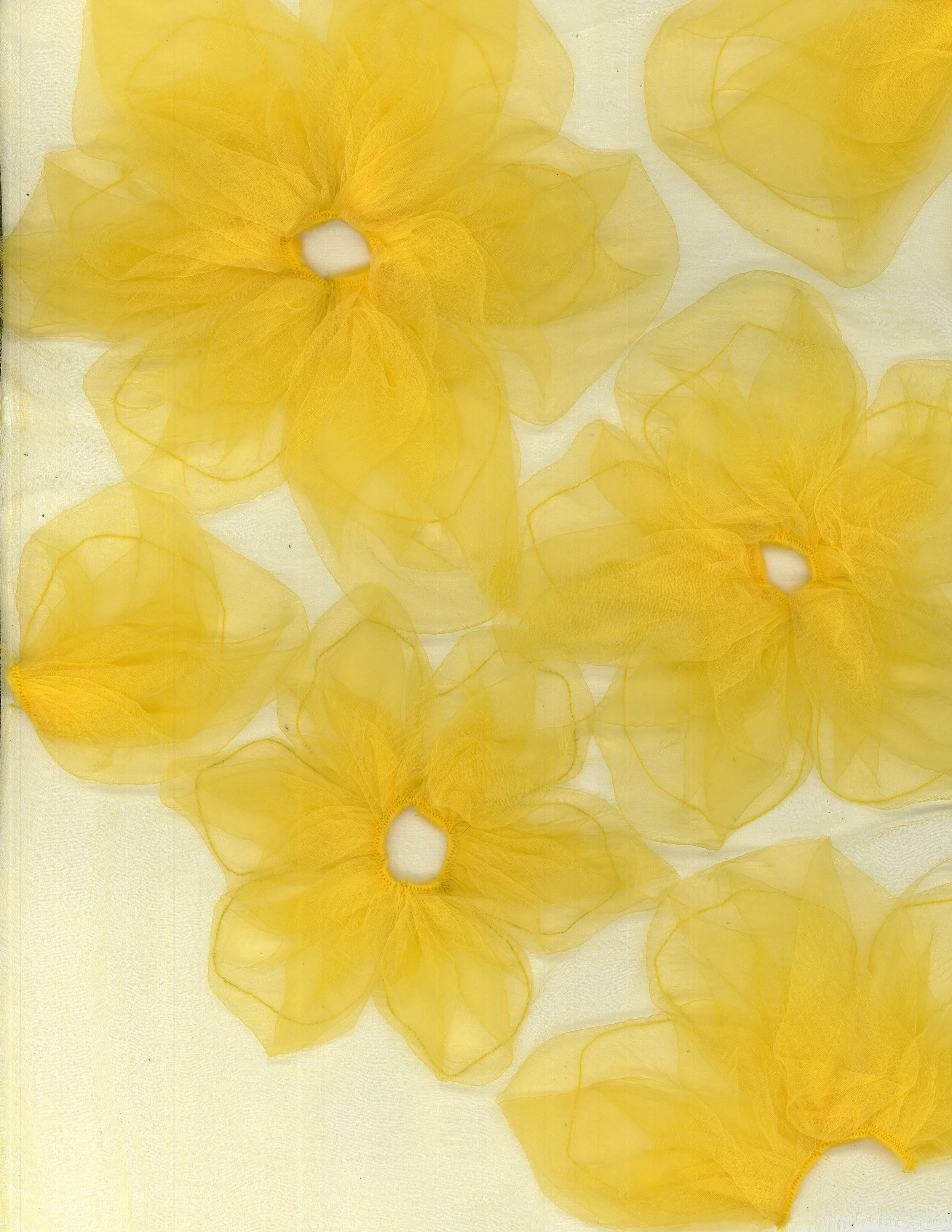 TRANSPARENTYELLOWFLOWERS.jpg