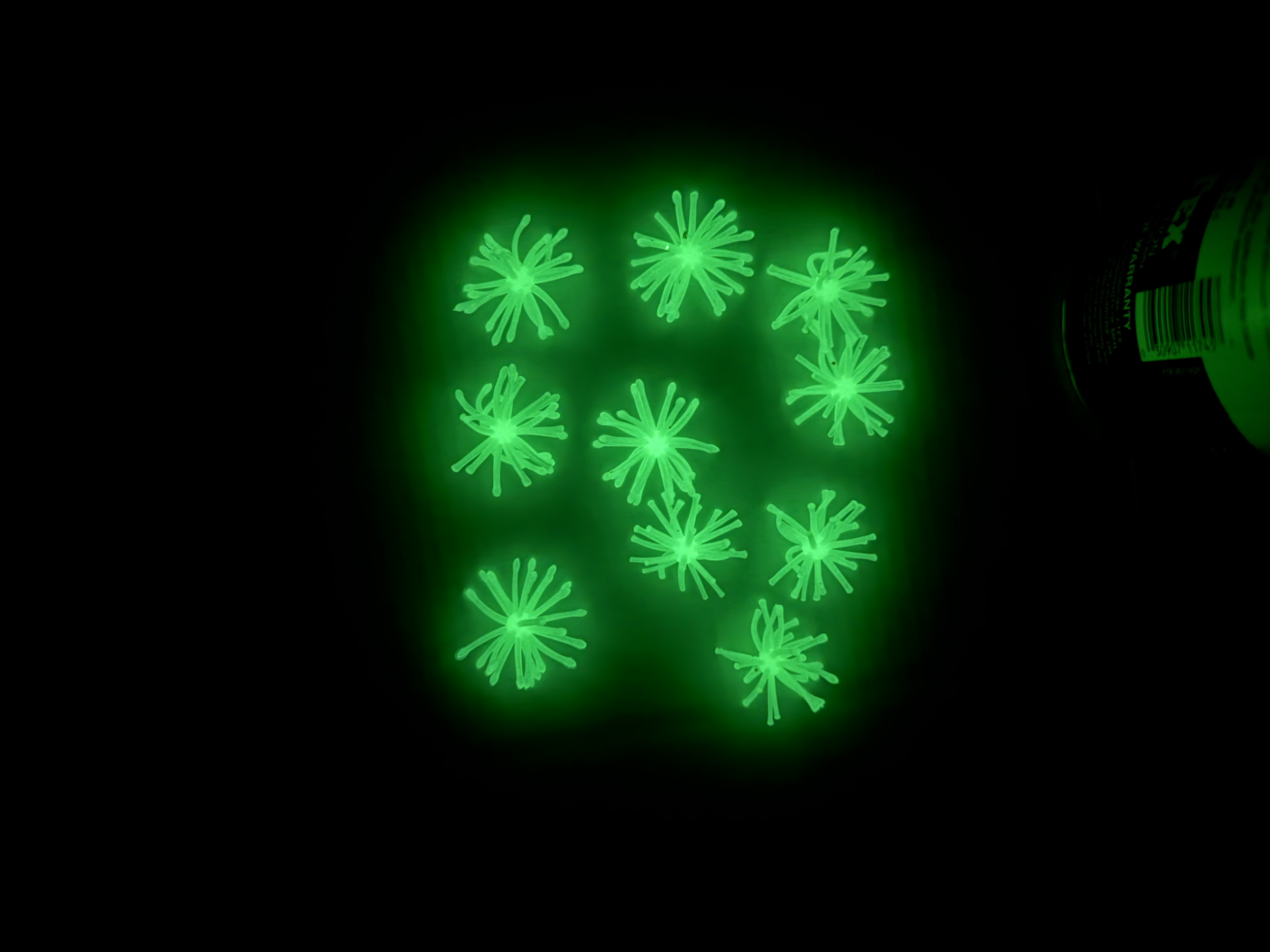 electric lime glow.png