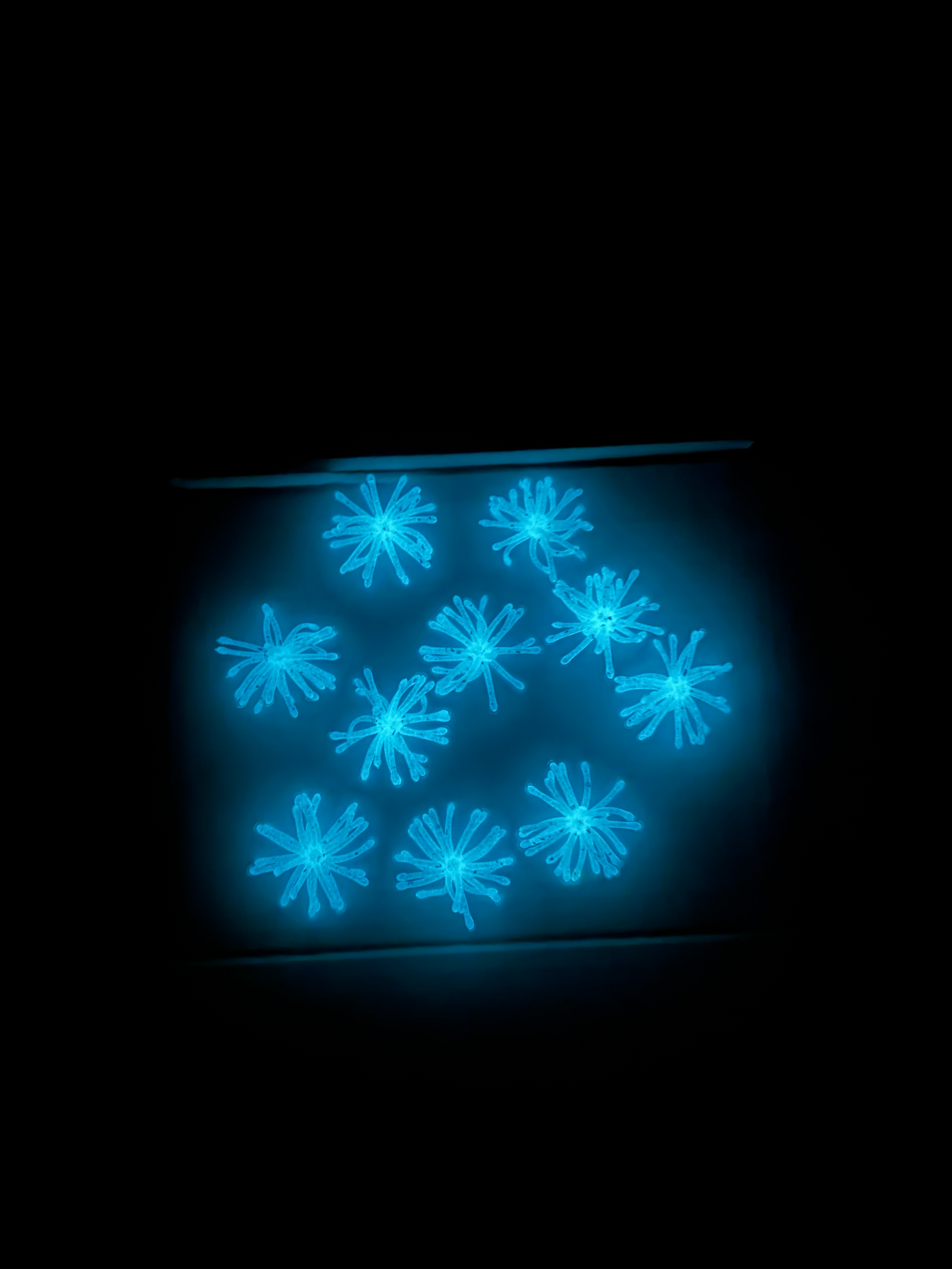 monkey milk glow.png