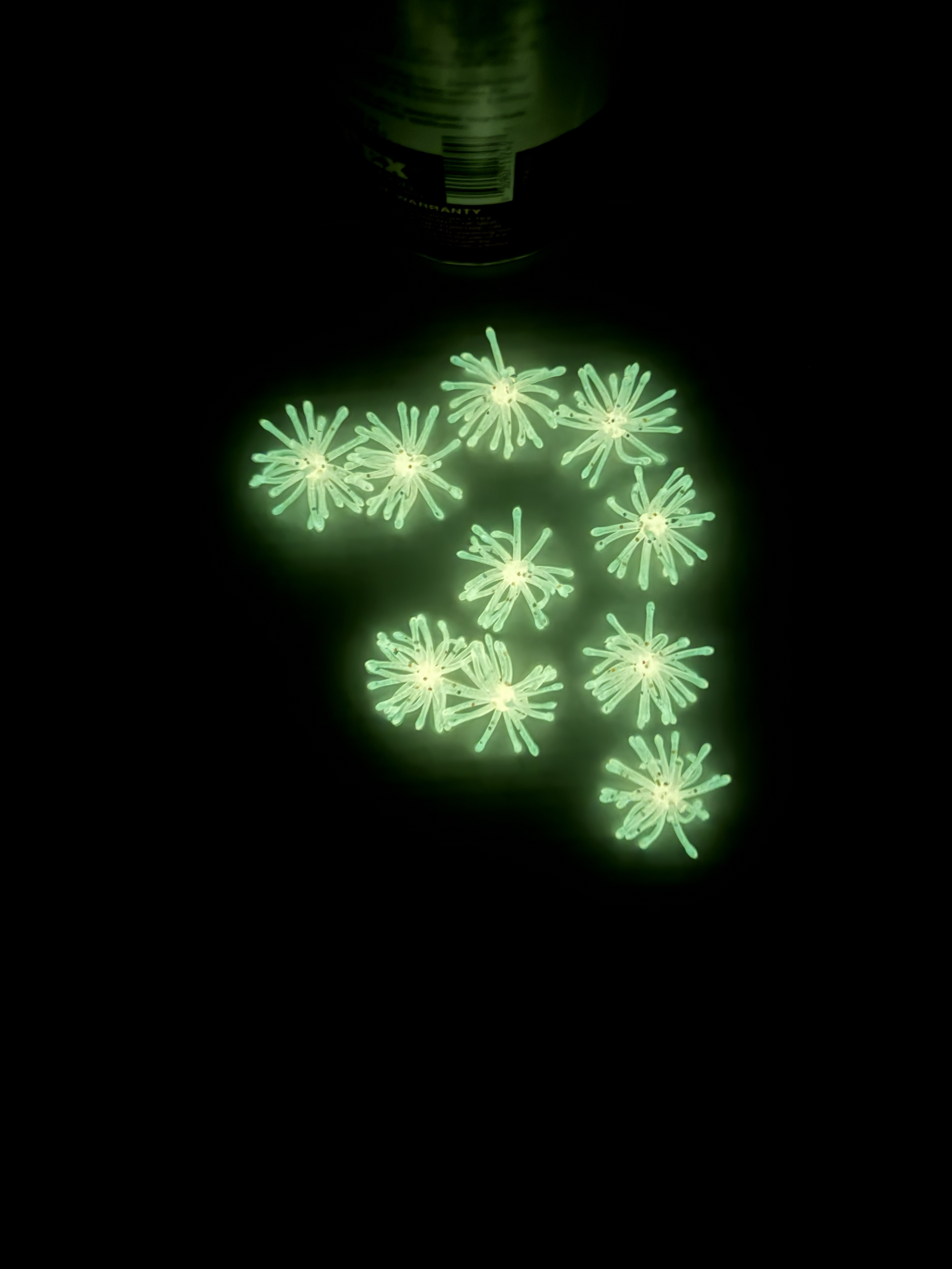 sunburst glow.png