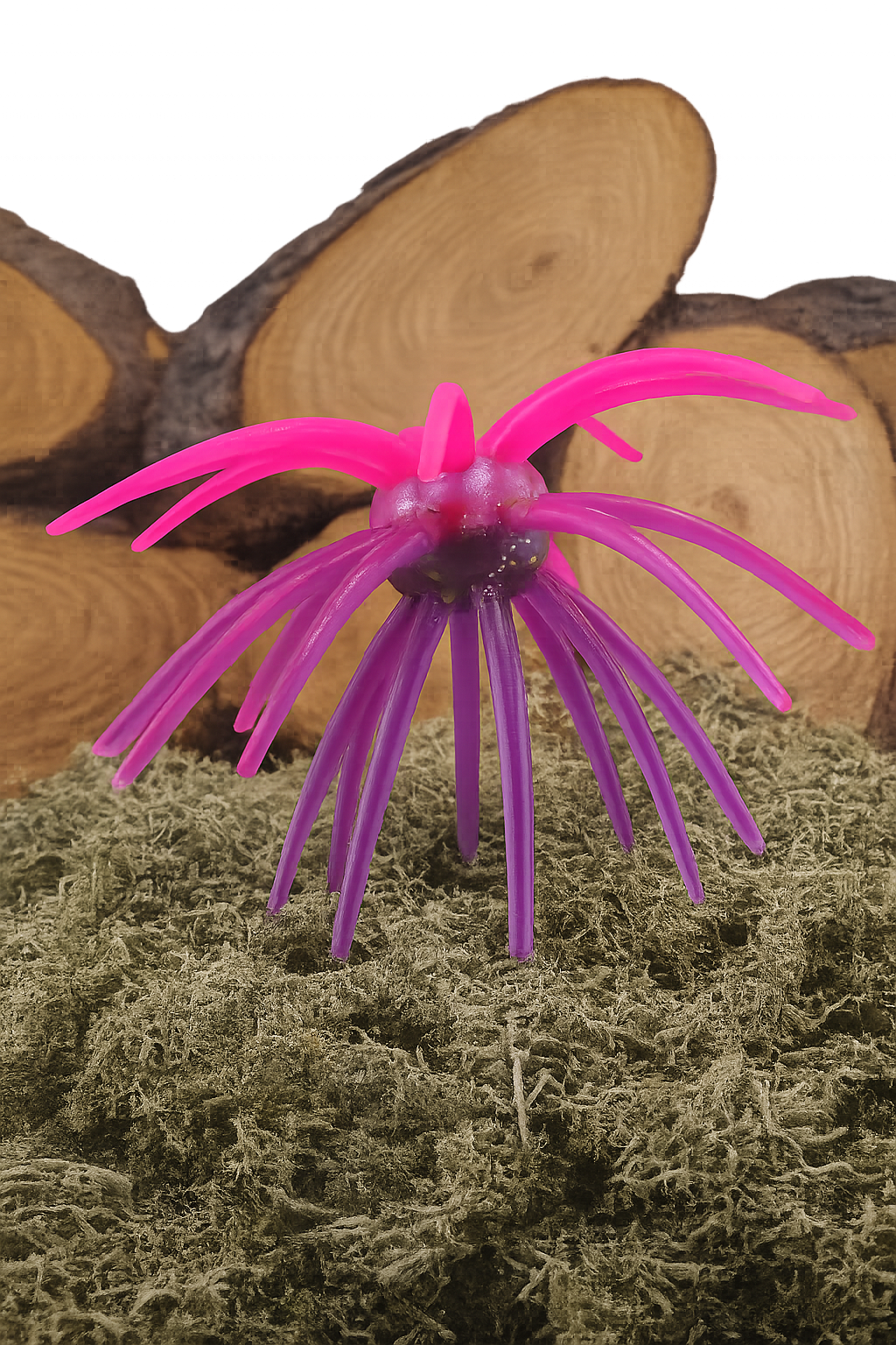 morning dawn 5.6 fuzz ball.PNG