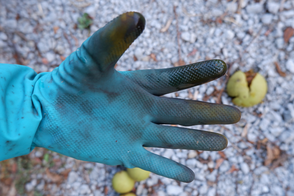 Calories in your yard: how to harvest and process black walnuts — Polly ...