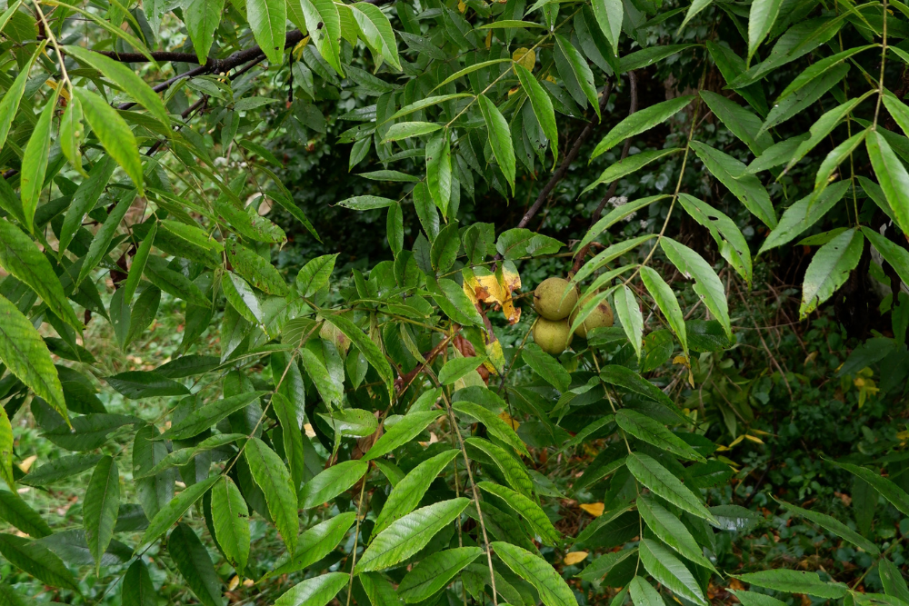 Calories in your yard how to harvest and process black walnuts — Polly