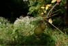 Calories in your yard: how to harvest and process black walnuts — Polly ...