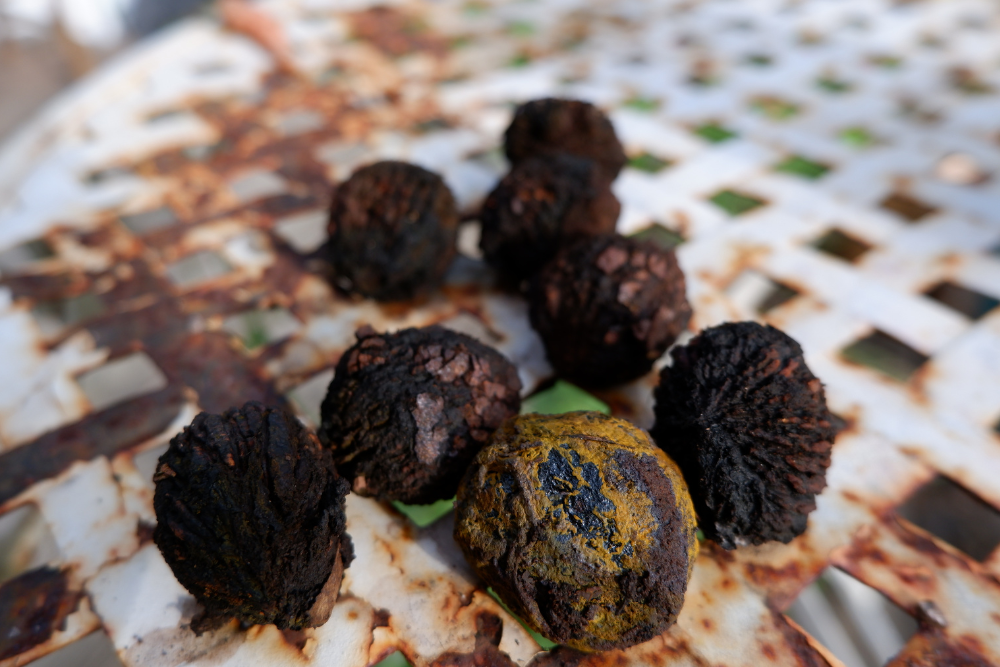 Calories in your yard: how to harvest and process black walnuts — Polly ...