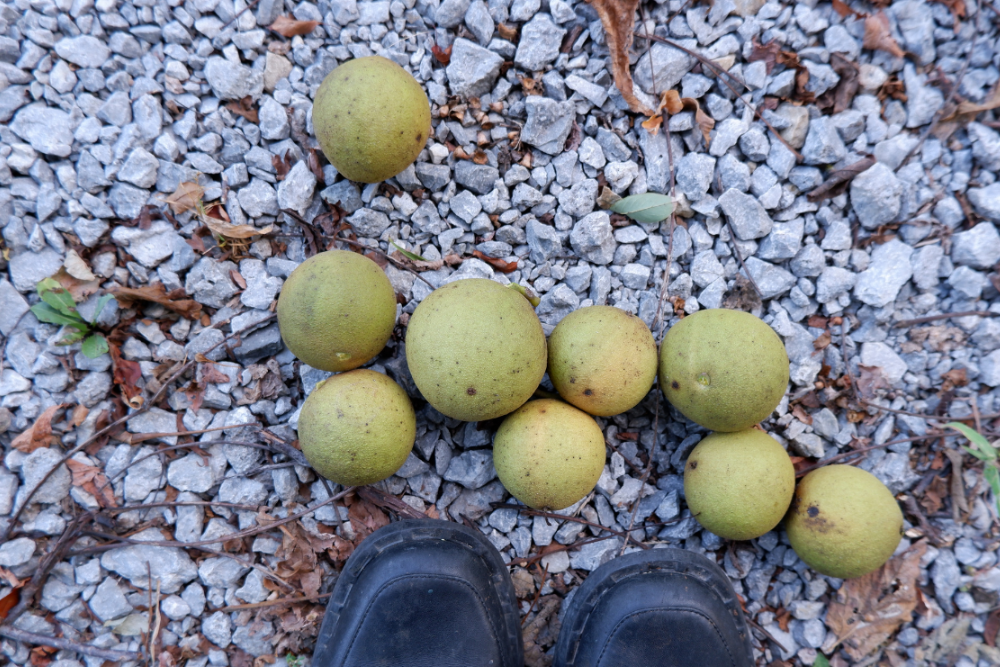 Calories in your yard: how to harvest and process black walnuts — Polly ...