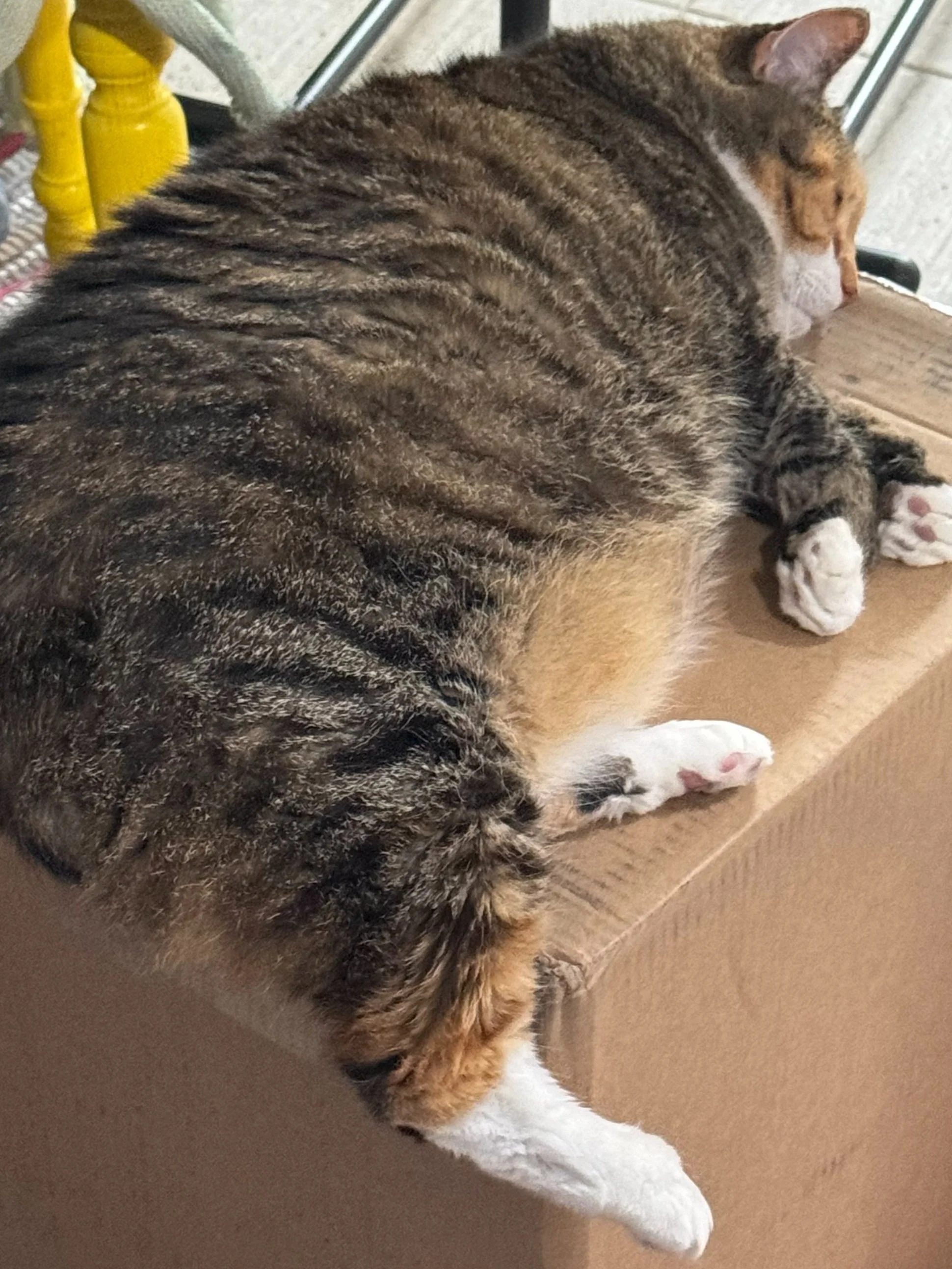 YarnBoss Working hard on Dye Floor