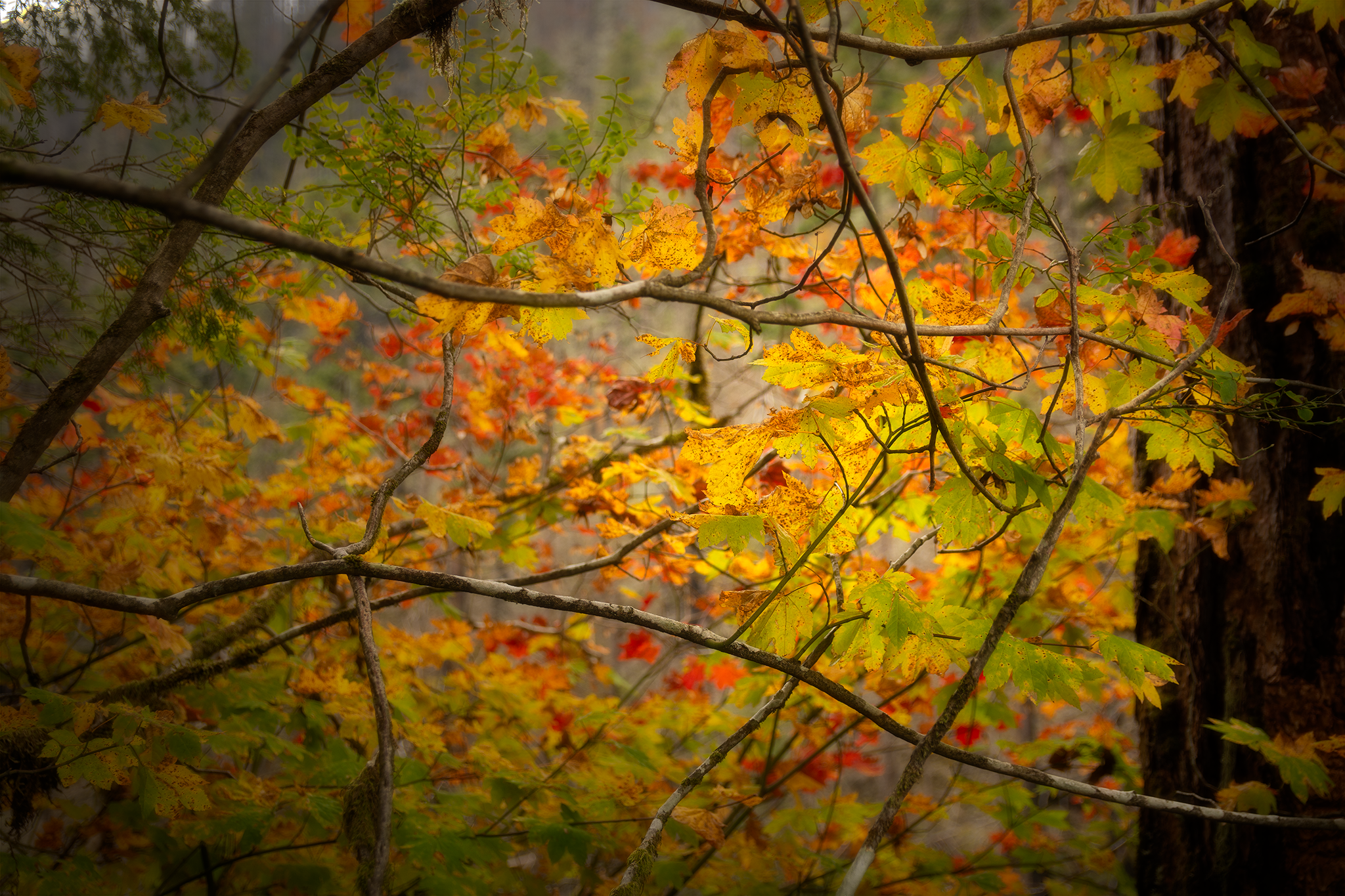 _DSC4914.png