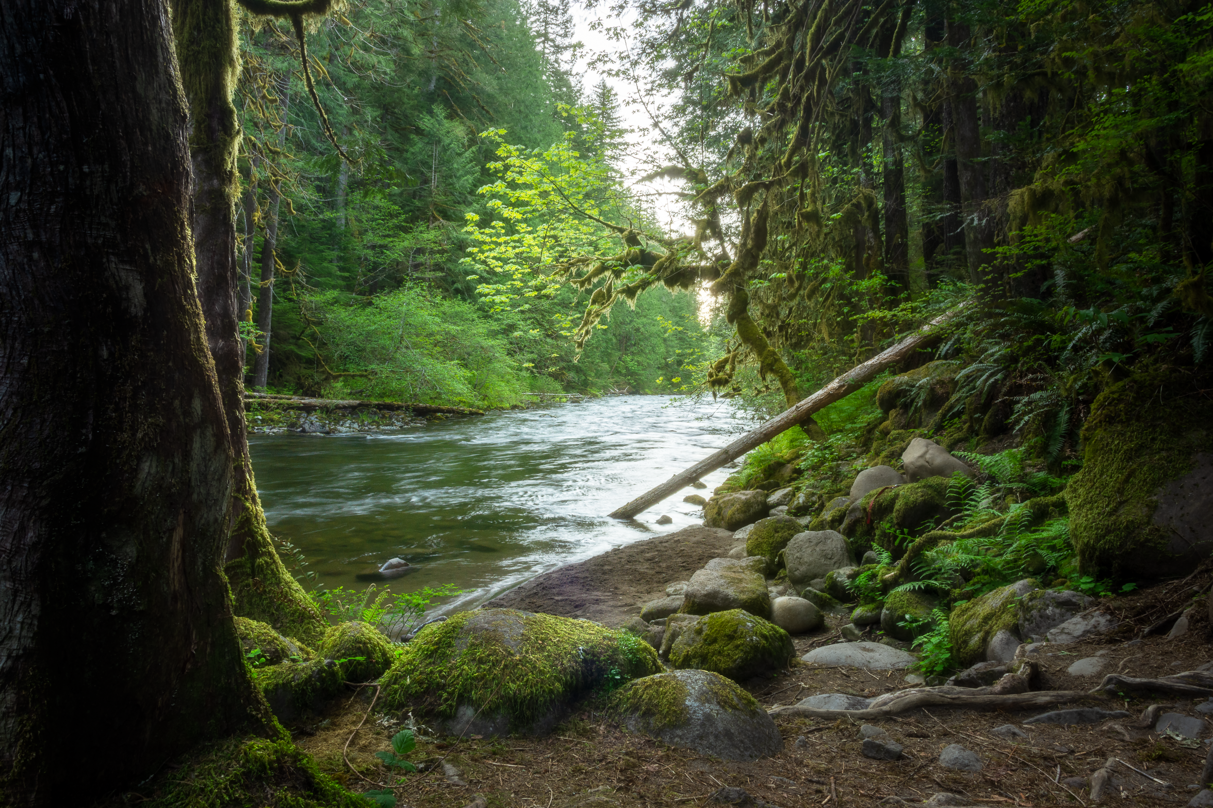 Rainforest dream May 2021 - Orton.png