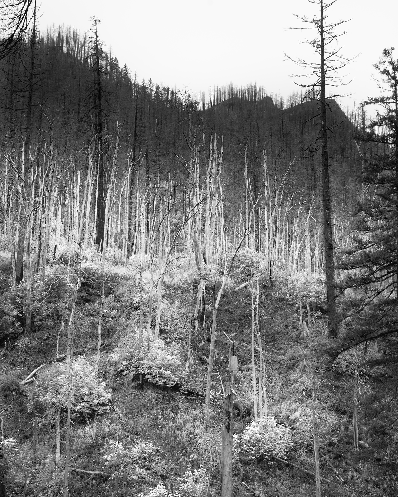 _DSC5011-BW.png