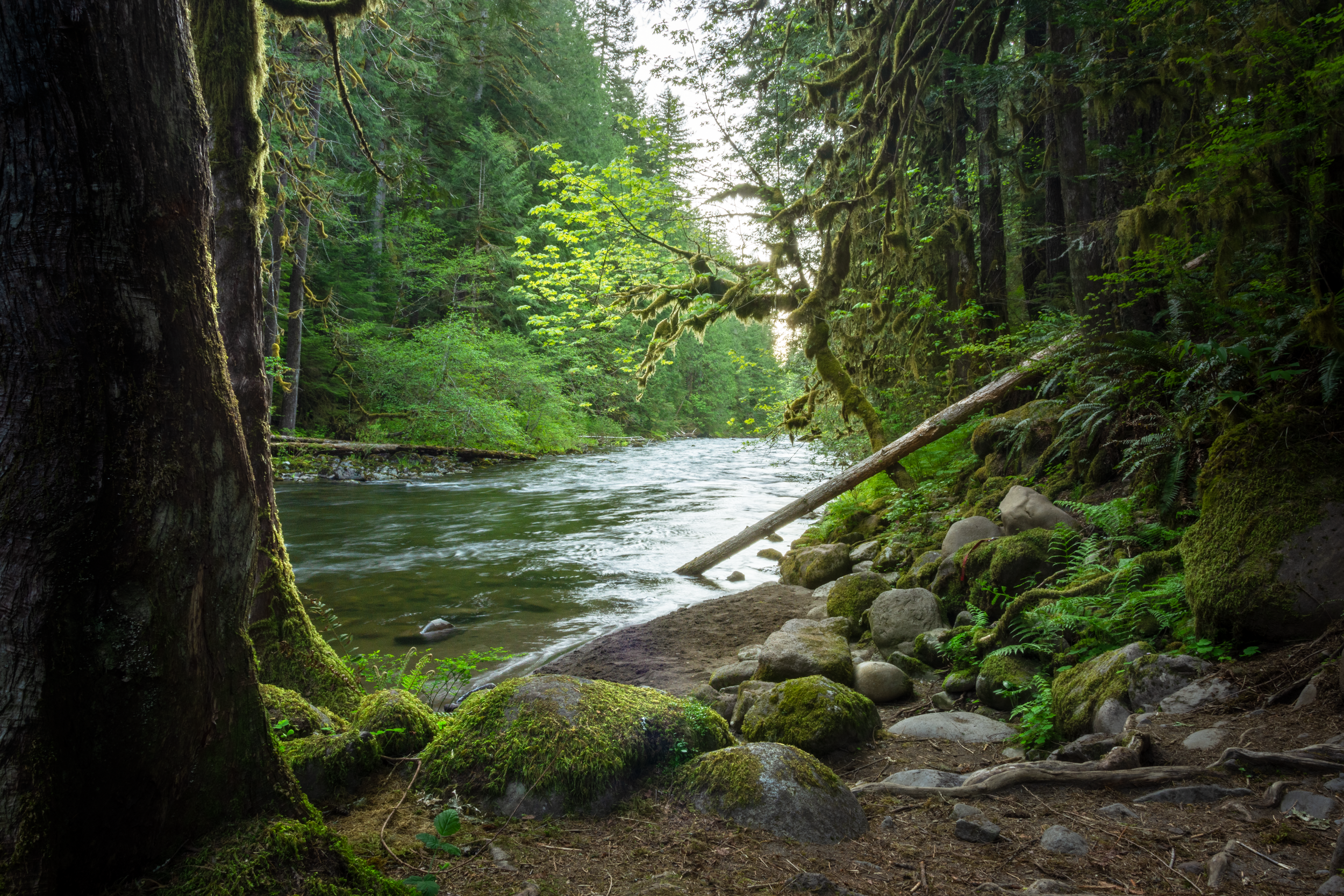 Rainforest dream May 2021.png