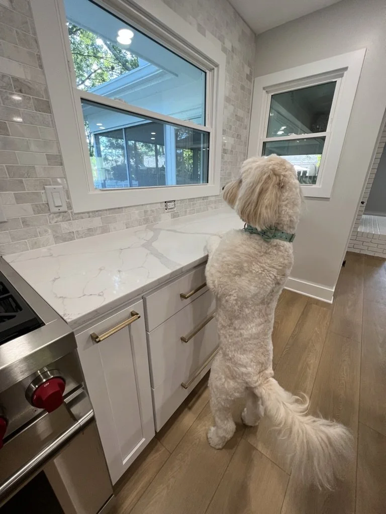 Waffles, Elevate Remodeling's unofficial site supervisor