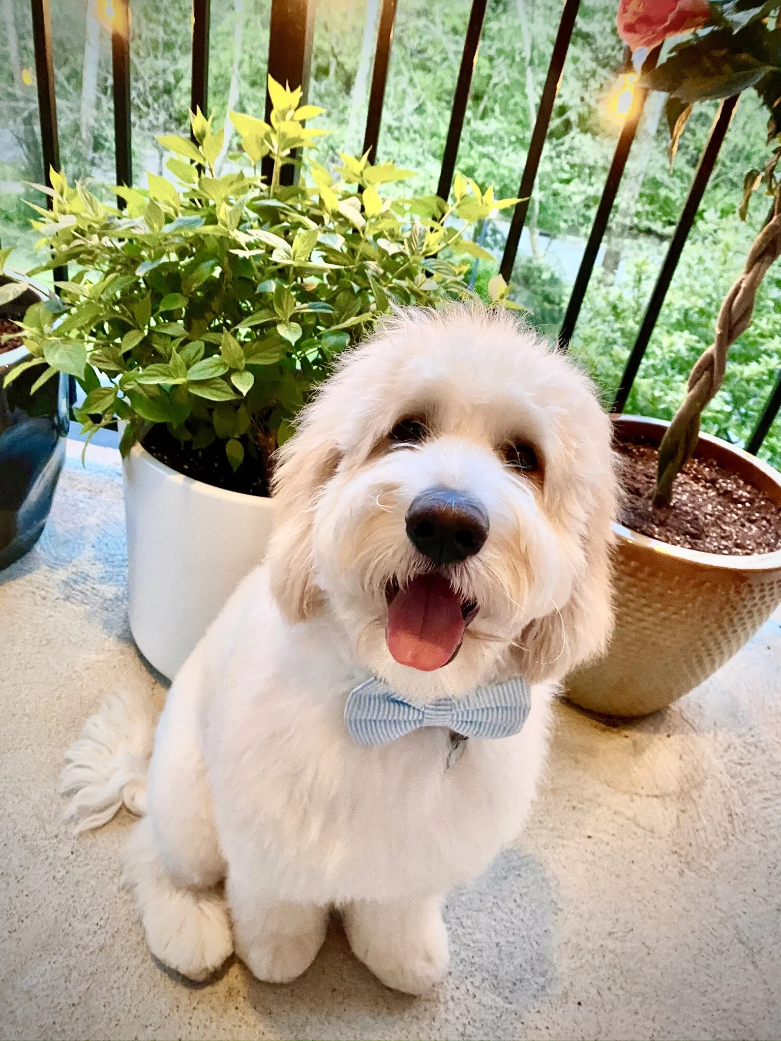 Waffles, Elevate Remodeling's unofficial site supervisor