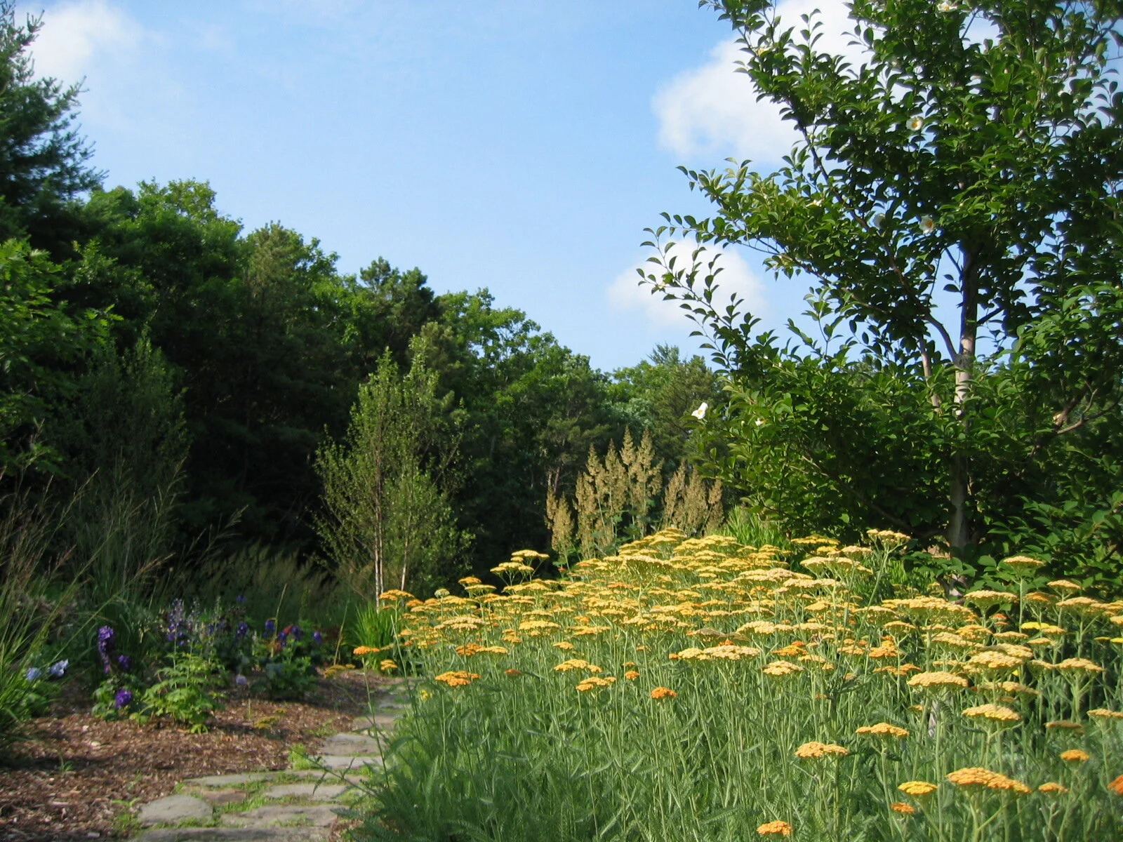 2009_June_Achilla_and_Stewardia_IMG_0120.jpg